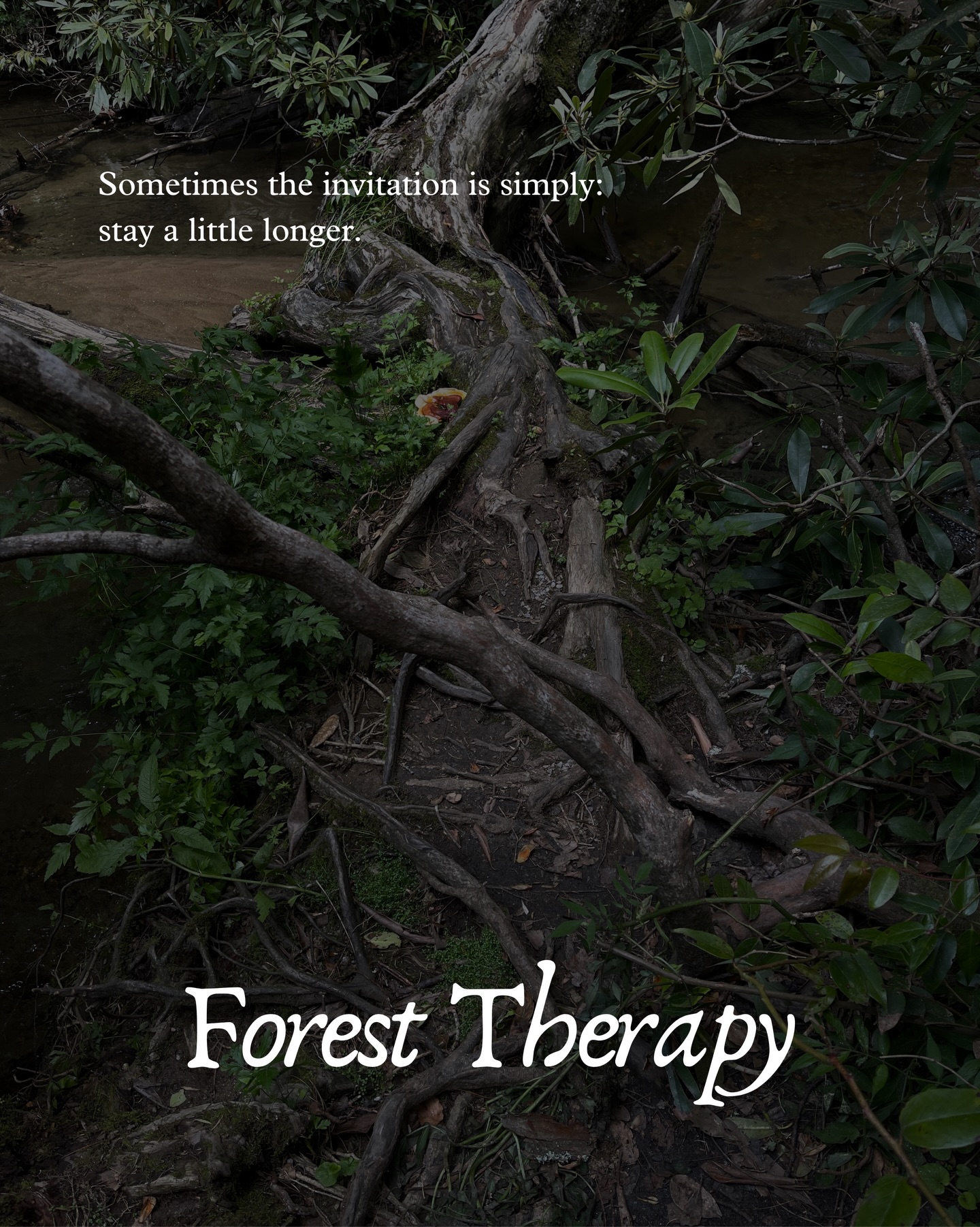 At Maven’s Forge, slowing down is not a luxury or an aesthetic. It is a practice. One that asks us to step out of urgency and back into relationship with the land, with our senses, and with ourselves.
#natureandforesttherapyguide