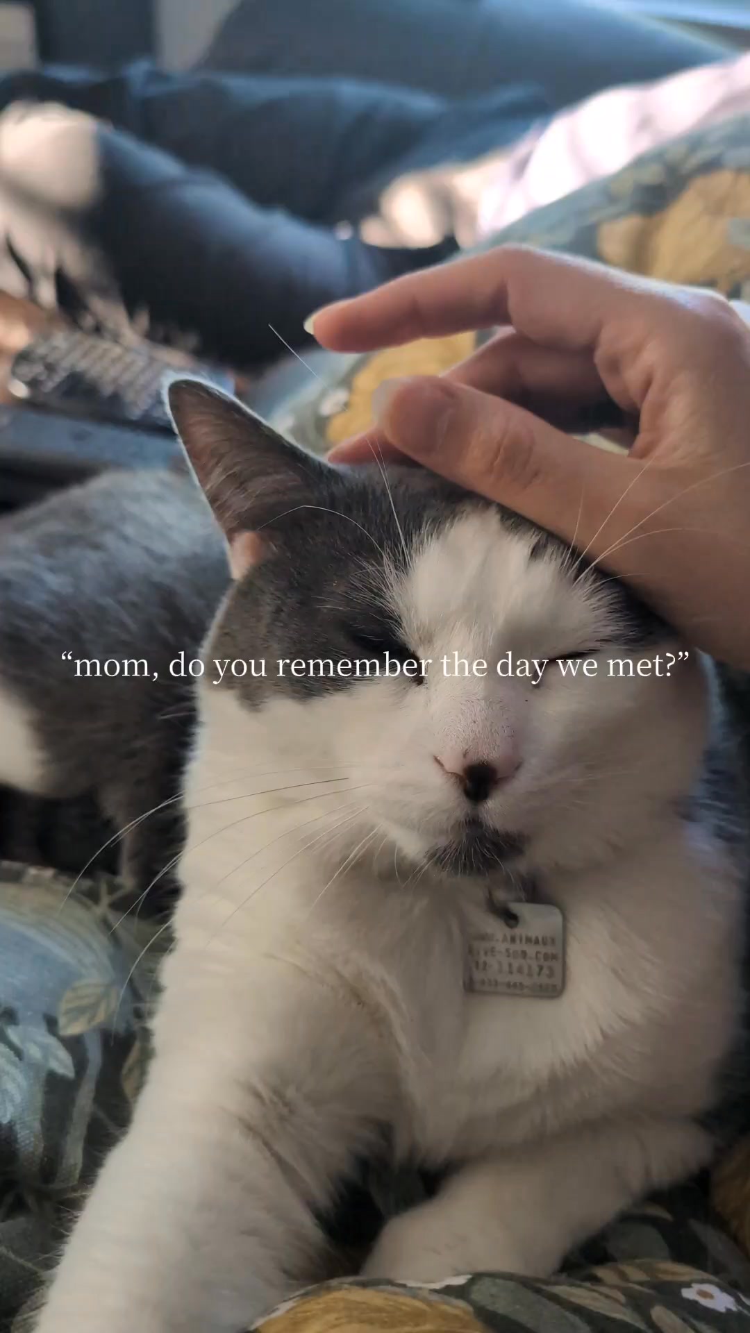 La fois où j'ai suivi un trend TikTok, parce qu'une écrivaine n'est rien sans son complice de tous les jours. 🩶 #simonlechat