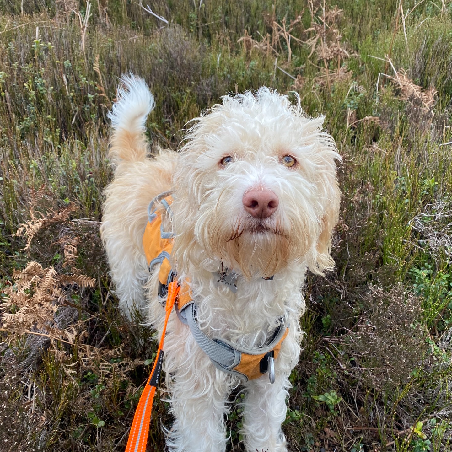 A busy, busy week!!!! Enjoy a lil round up 🌼
#dogsofinstagram #petsofig