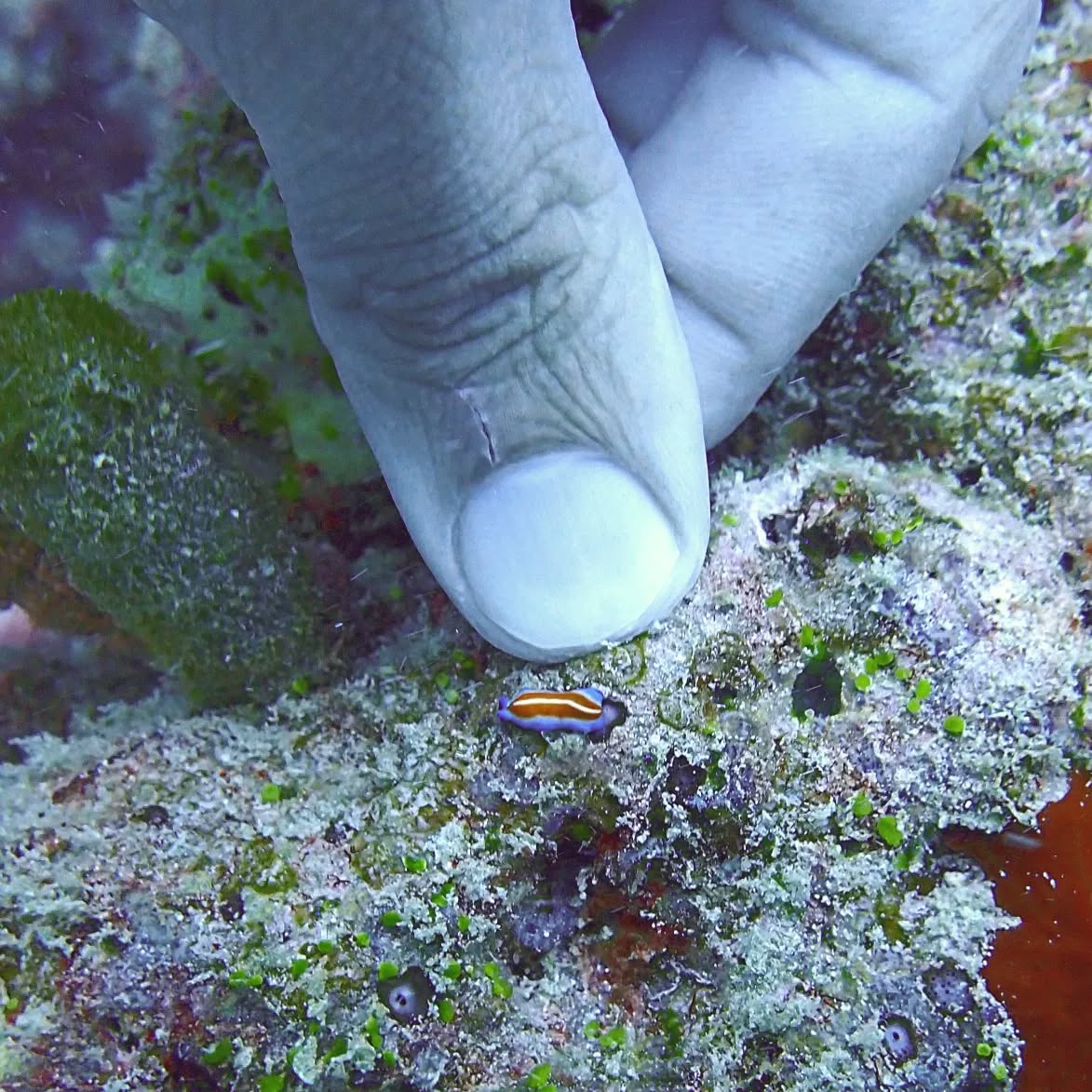 Did you know that nudi branch come in various colours, sizes and forms?
They are a type of sea slug and get their name because of their 'naked gills' that look like antennas or horns.
@devikas_atelier spotted this one while learning to look for Macro life
@the_meandering_epicurean hand modelled for size comparison
While @raj.khosla14 took amazing shots
and @waywardwayfarer_ hovered around with her newly mastered bouyancy skills.
.
.
#nudibranch #seaslug #marinelife #ocean #sealife #uwphotography #uwphoto #maldives #scubadiving #svubadiver #tauchen #buceo #colourful #macrophotography #macro #macro #macros #islandlife #diverslife