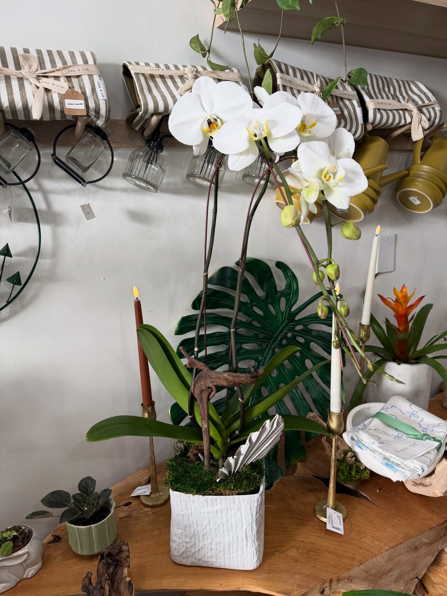 A timeless touch of elegance. ✨
Our orchids are ready to go, beautifully arranged and perfect for gifting, brightening your home, or simply bringing a little everyday luxury into your space.
Stop by Plantology Plants & More and take one home with you today.
#PlantologyPlants #OrchidLove #PlantDecor #RanchoSantaFe #HomeDecorInspo