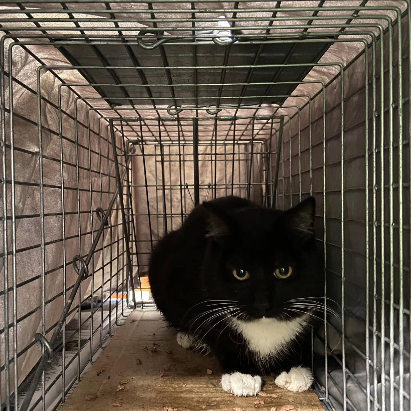 One of the most exhilarating "hunting" adventures you can go on, is a trapping assignment with @forgottenfelines_sonomacounty. Nobody dies here. Nobody gets caged forever. Kitties get a chance to be vet checked, fixed, and sometimes rehomed. The most satisfying part in all of it is knowing that these kitties will NEVER add to the population again, and will NEVER contribute to the animal unhoused crisis. No more kittens will suffer cold winters or am early death. Want to go on a ride a long?? DM me!