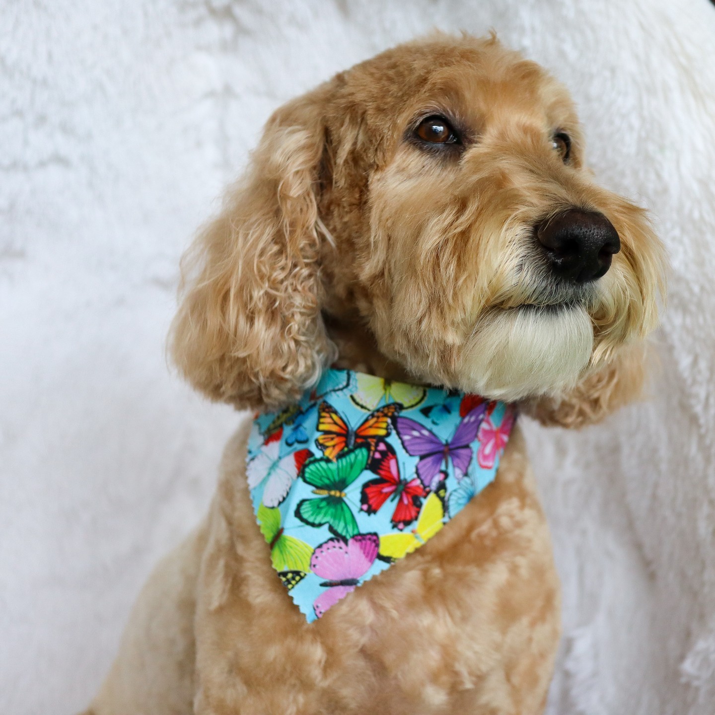 Abby's happy to pose for the camera after her relaxing bath and grooming!