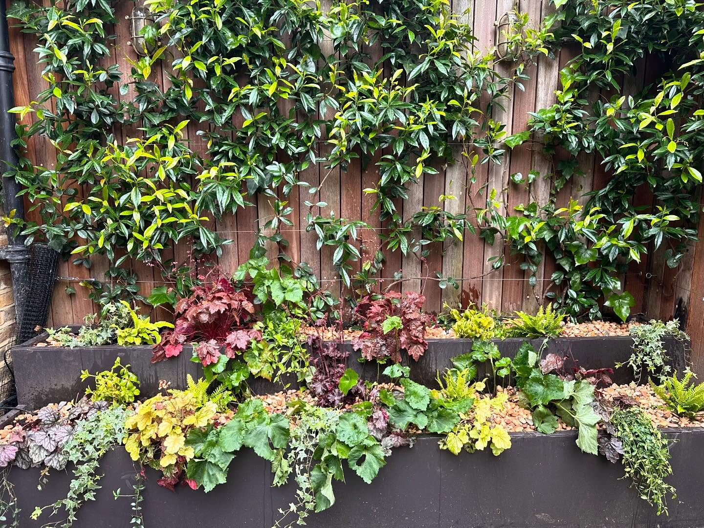 Swipe to see the before of these planters… ✨
Spectacular what new plants can do to transform the look of your garden!
Now is the perfect time to get your plants in for summer ☀️
#plants #planting #gardenbeforeandafter #gardendesign #londongarden #gardendesignlondon #planttransformation #stones #london #rochfordsgardens