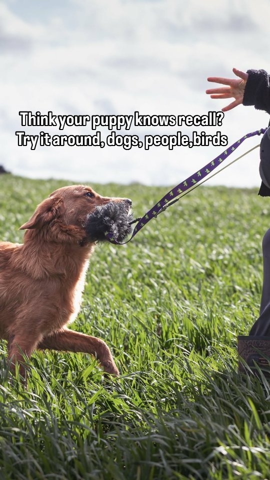 Training recall isn’t something puppies are born knowing — it’s something we teach. 🐾
Start by charging a marker word like “yes” and charging their name, so your puppy learns that hearing these means good things are coming.
From there, begin in low-distraction environments. If your puppy can’t recall without you needing to guide them with the lead, they’re not ready for harder environments yet.
Build it up gradually:
➡️ Quiet spaces
➡️ Mild distractions
➡️ Birds
➡️ People
➡️ Other dogs
Remember, the lead is your friend. Use it to guide your puppy back so they don’t learn they can ignore the recall cue.
Start easy. Build success. Strengthen your recall. 🐶
#dogtraining #puppytraining #recalltraining #dogtrainer #puppyrecall
Photo credit from the lovely upcoming @lucylesterphotography 😍