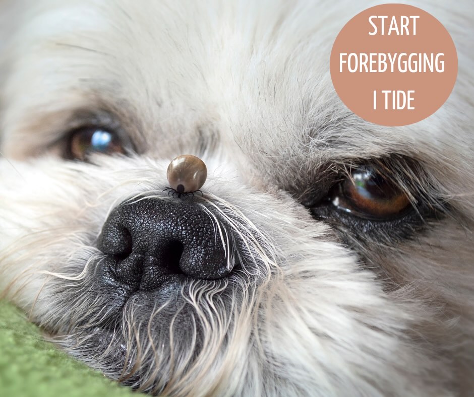 Våren er her, og da kommer flåtten også 🪳
Når temperaturen kryper over 5 grader, våkner flåtten til liv. Vi anbefaler å starte forebyggende behandling i god tid!
✅ Snakk med oss om riktig flåttmiddel
✅ Sjekk dyret daglig etter tur
✅ Fjern flått raskt og korrekt