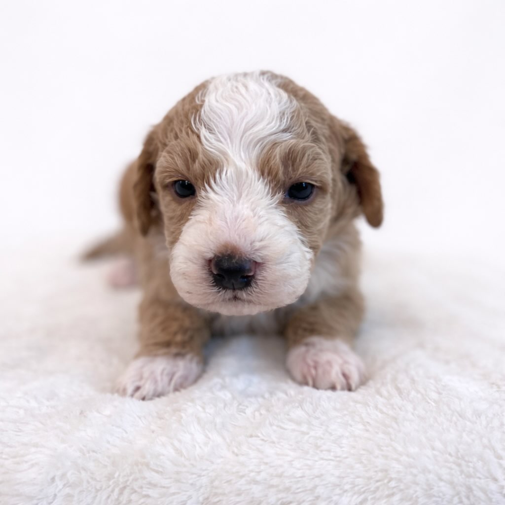Photo shoot of the little guys 🥰 #puppies #florida #bernedoodles #puppiesofinstagram #cutepuppiesofinstagram