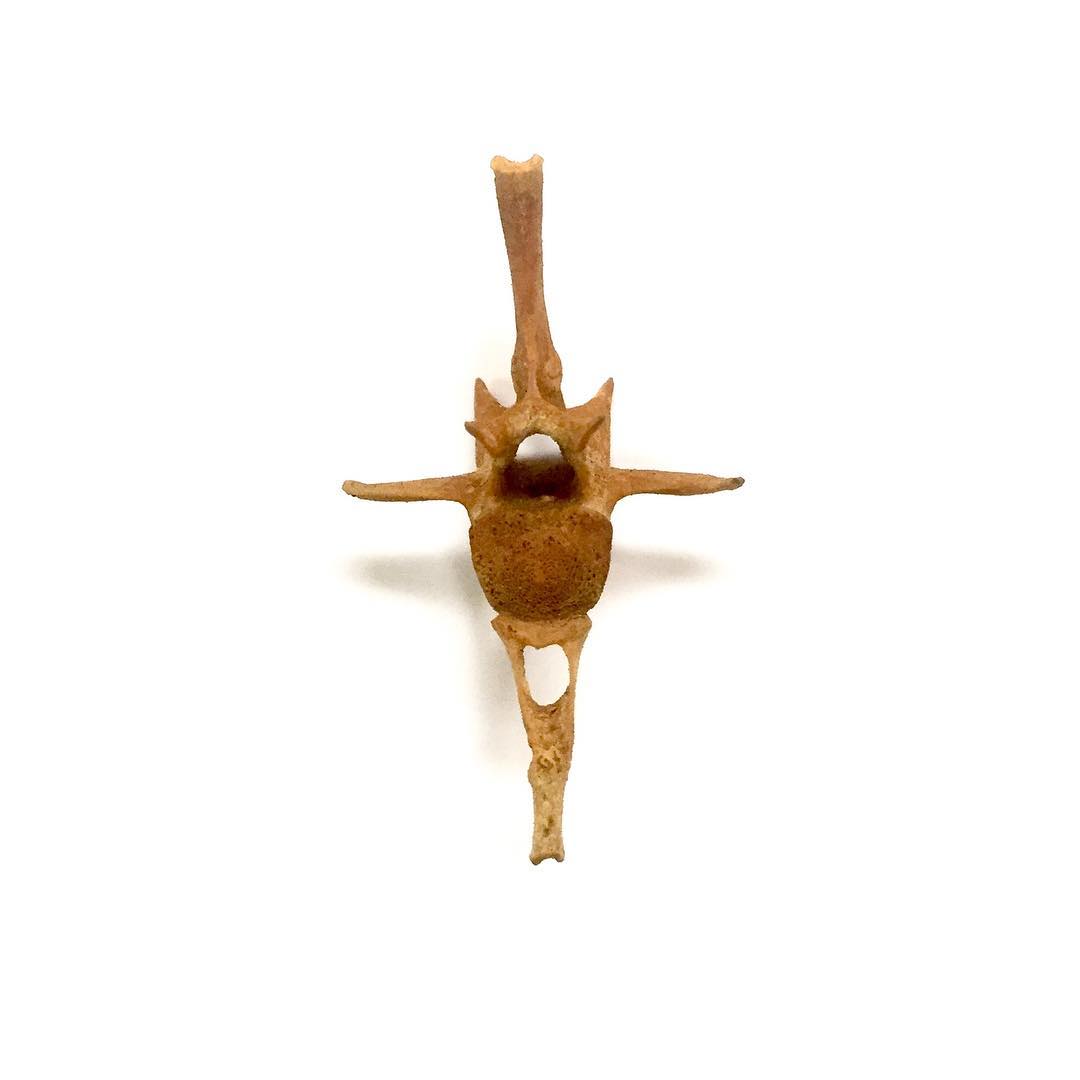 Here’s a beautiful little caudal (tail) vertebra from the skeleton of a green iguana in the herpetology collection at the Natural History Museum of Los Angeles @nhmla (I visited a couple months ago for research purposes).
.
This specimen is a lovely example of the two vertebral arches found on the tail verts of most reptiles: the neural arch (on top) and the hemal arch (on bottom). Swipe for a labeled photo. 🙂
.
The neural arch is where the spinal cord passes through. Every vertebrate—including us!—has neural arches in the vertebrae that house the spinal cord.
.
The hemal arch is where blood vessels run through. In reptiles with looong tails, some extra support is needed for large vessels like the aorta in order to get blood supply all the way out to the end of the tail. Guess who else has awesome hemal arches?? DINOSAURS. Look for them on the tail of the next dino skeleton you see!
.
#science #anatomy #anatomyart #bone #vertebrae #caudal #tail #iguana #womeninstem #scicomm #reptile #reptilesofinstagram
