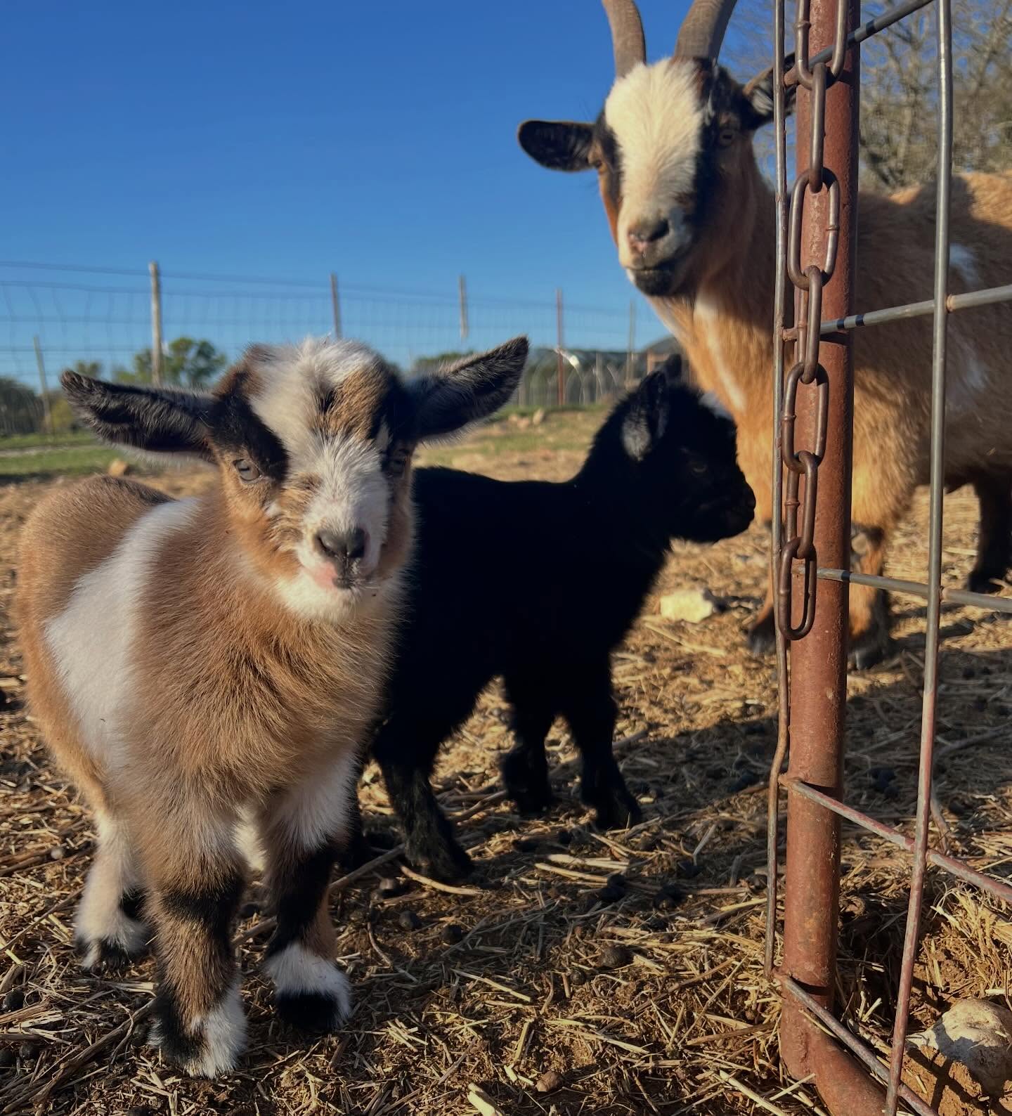 Welcome to the world little ones!