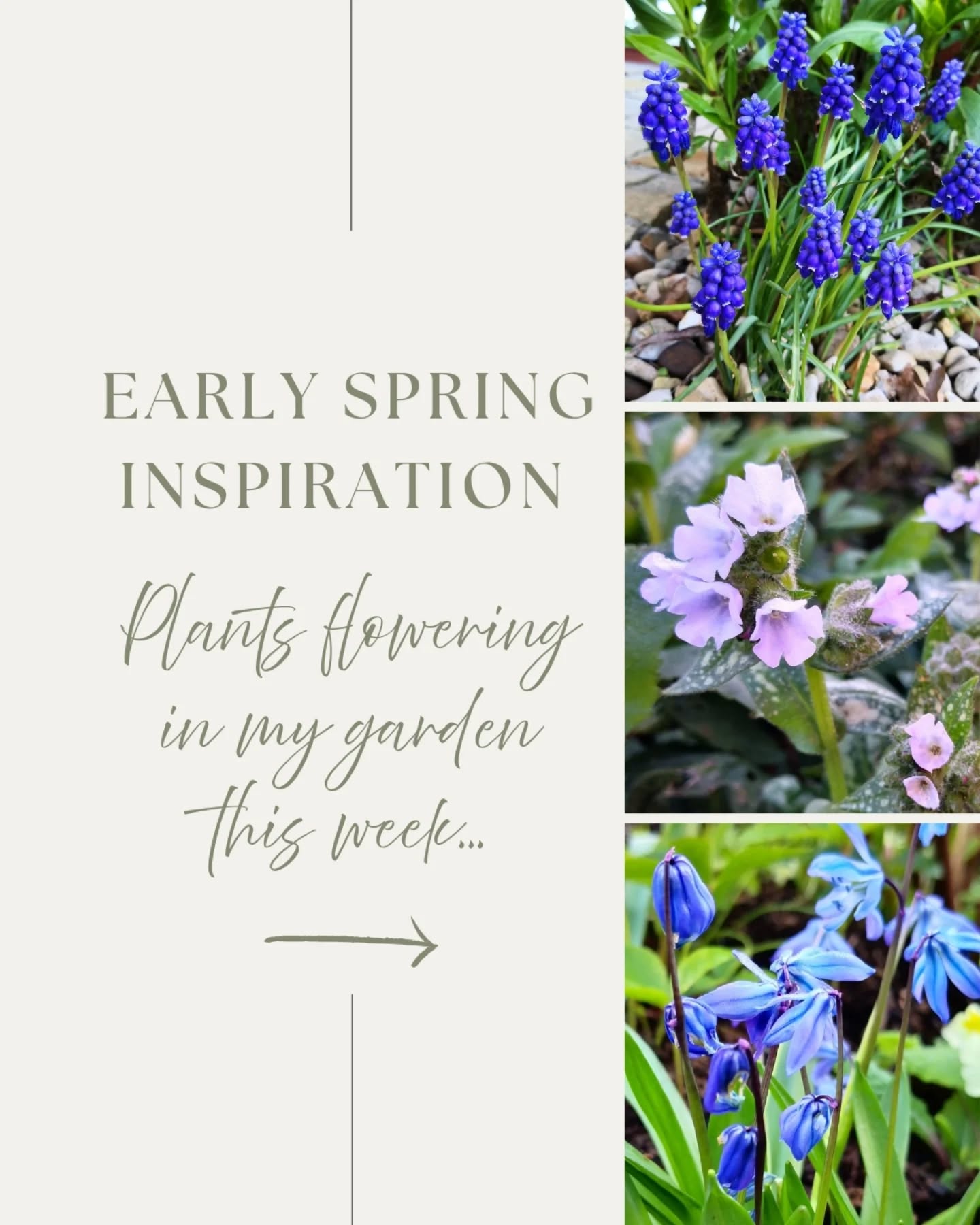 If your borders are lacking a bit of mid-March colour, here's a selection of shrubs, perennials and bulbs flowering in my garden right now.
Now is great time for planting shrubs and perennials, as the soiling is warming but the temperatures are still cool. Spring bulbs are best planted in the autumn, but now is the perfect time to look for gaps where they could go.
๐ฟ๐ฟ๐ฟ
About: Nicola Oakey Design specialises in designing beautiful country gardens that link home, garden and landscape. Nicola works across Rutland, Leicestershire, Northamptonshire, Lincolnshire and Cambridgeshire.