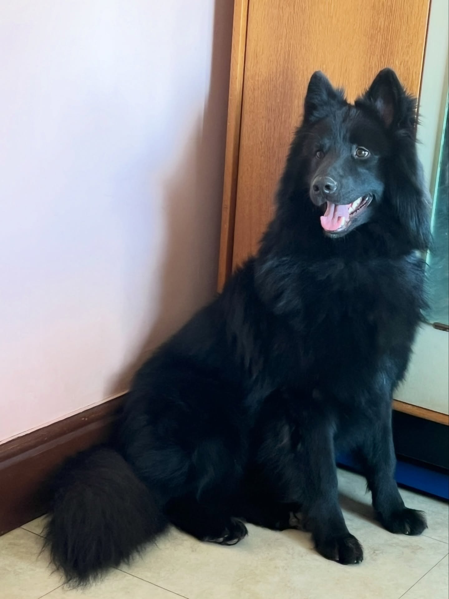 Dunkel 🖤 #swishsheps #shepherddog #shepherddogs #germanshepherd #breakfreefromthekc