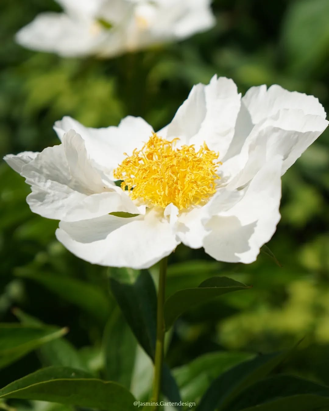 🌸 Ich wünsche dir einen schönen Wochenstart und ein erfolgreiches Schaffen 🌸
❔ Was brennt dir aktuell auf der Seele? Welche Themen interessieren dich bezüglich Gartenplanung/ Gartendesign/ Landschaftsarchitektur ❔ Schreib's in die Kommentare 📩
.
.
.
.
.
.
.
.
.
.
.
.
.
.
.
.
.
#Landschaftsarchitektur #Landschaftsgestaltung #landscapedesign #landschaftsfotografie #Gartengestaltung #gardendesign #garteninspo #gartenjournal #gartenbau #gartenblog #gartenblumen #grünerwohnen #grünimgarten #staudengarten #staudenkombinationen #staudenbeete #wasblühtdennda #gartenfotografie #pflanzkonzepte #pflanzenfotografie #pflanzideen #pflanzenfotografie #makrofotografie #grünanlagen #Hausgartenplanung #hausbau2022 #hausundgarten #hausundgarten #homeandgarden #hausbau2023