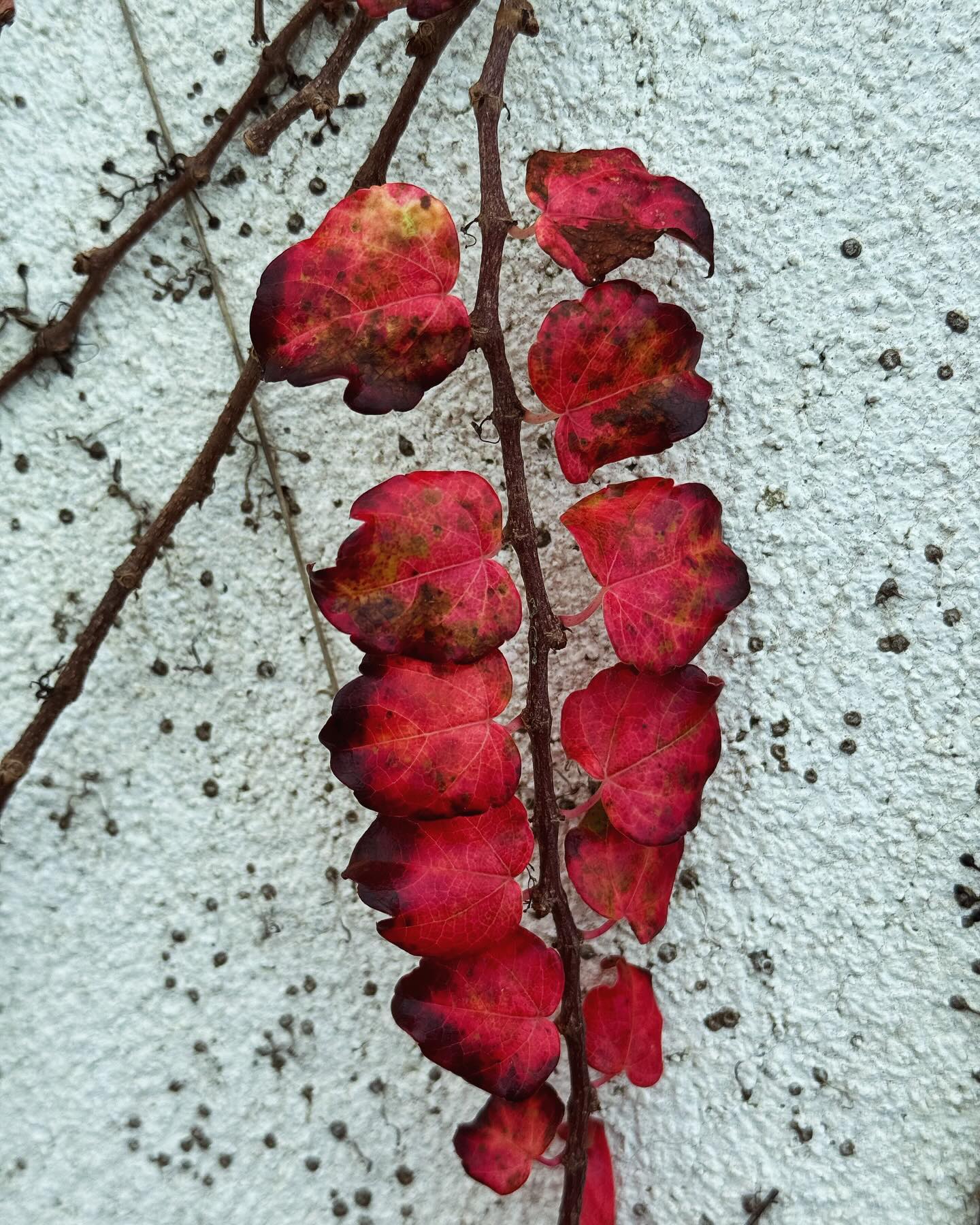 Nature #calabria #winterwalk #whenincalabria #patternsofnature #patterns #coloursofnature