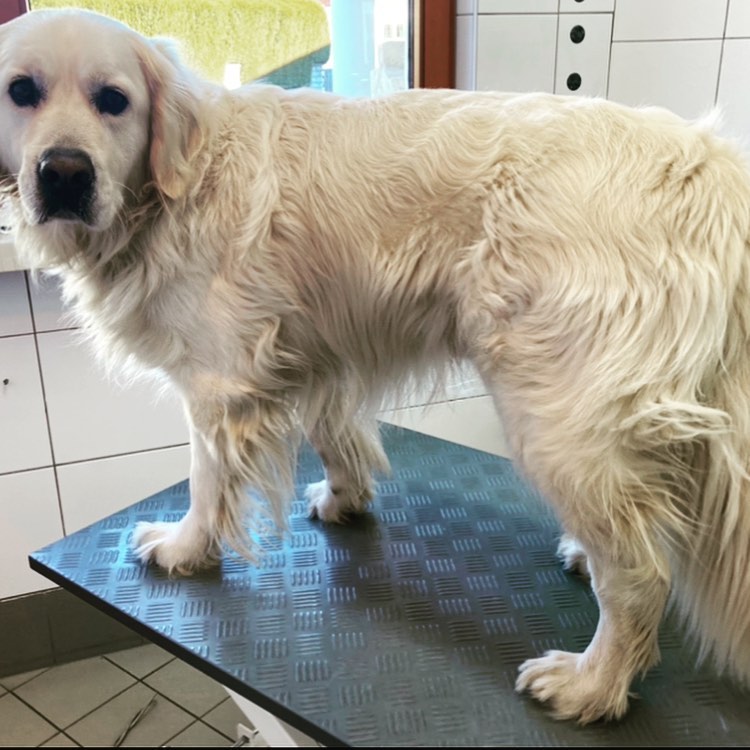 Herr Sunshine ☀️😍
#goldenretriever
#vorhernachher
#frühlingstauglich✂️