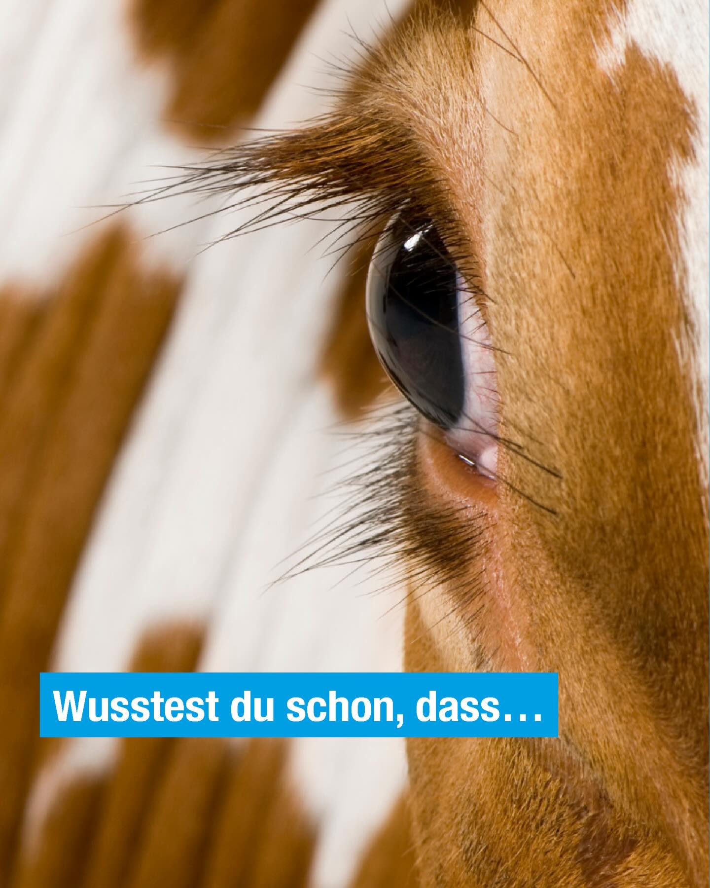 Kühe können fast 360° sehen – nur direkt hinter ihnen gibt es einen kleinen toten Winkel. 👀🐄
Wusstest du das? 👇
#kuhfakten #dairyQ #trainee #herdenmanagement #landwirtschaft