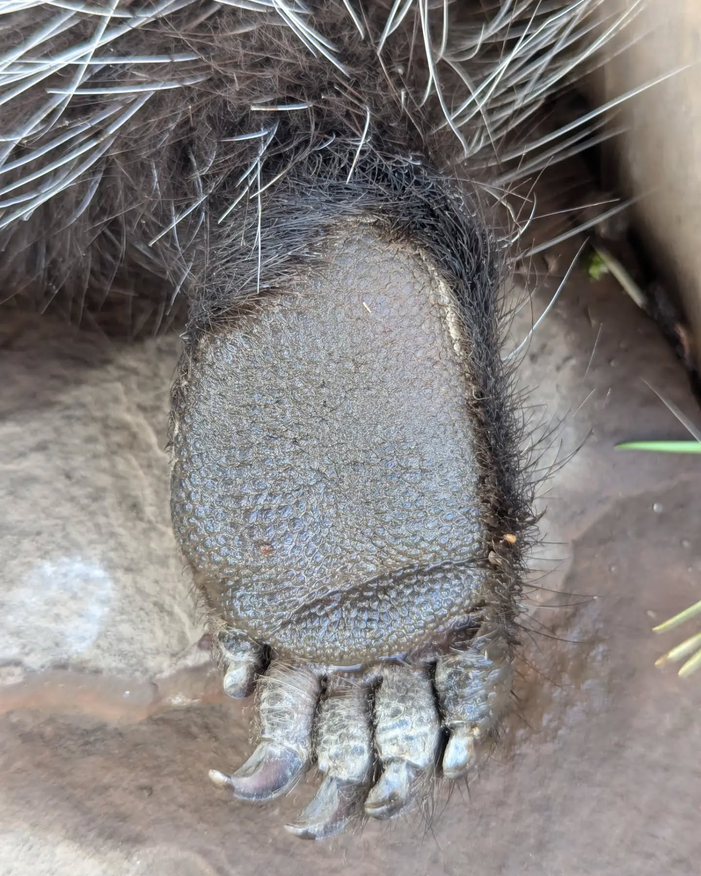 Today was a bit toasty, Daisy decided to just plop on all the cool rocks in her habitat. She has the cutest little feet! #rmwpark #porcupine #northamericanporcupine #daisytheporcupine #porcupinefeet
