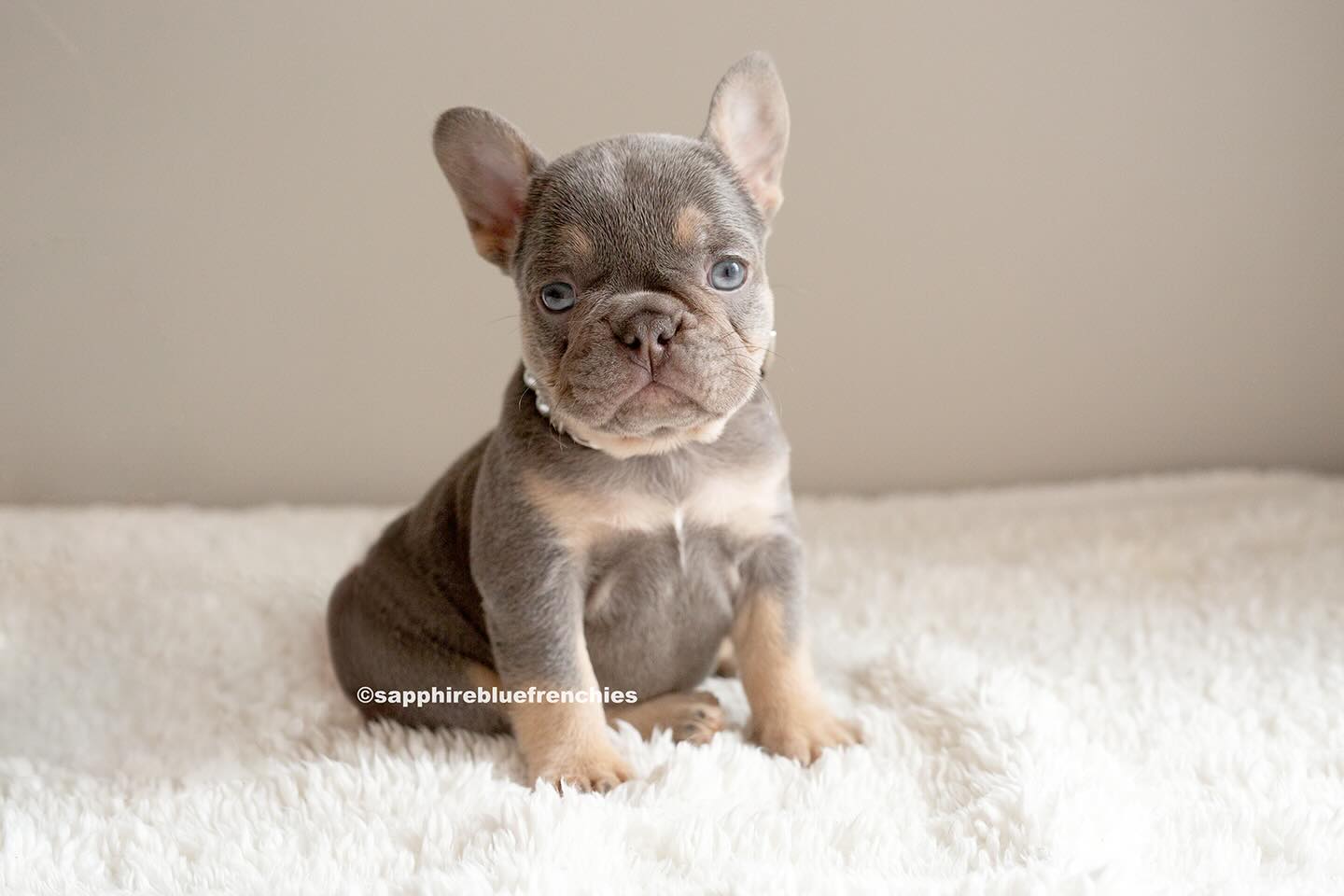 GUARDIAN HOME NEEDED!
Will be needing a Guardian home for this gorgeous lilac & tan female (standard short coat)! 😍
If interested, please apply on my website. I’m very particular about who raises my pups so I will need to do a home visit and interview also. This pup will be placed at no cost to you and will be ready soon!
Please read thoroughly and make sure you can answer YES to all requirements.
If you are currently a Guardian for me, can you please comment below your experience as one for a referral? 🙏🏻
https://www.sapphirebluefrenchies.com/guardianhomes