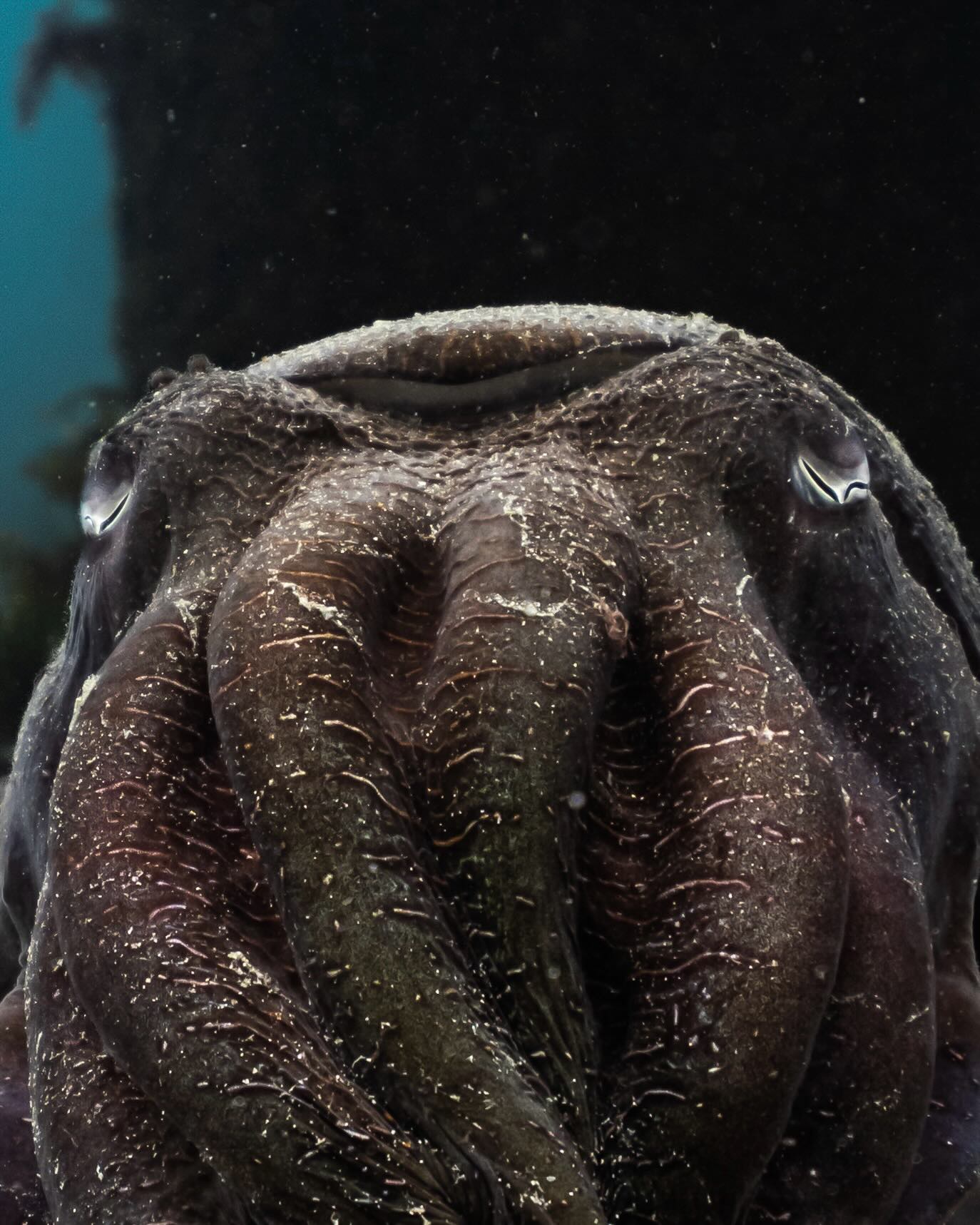 Life lately. 🫶
3 years ago I started @deepsensationsfreediving.
The first summer, the only people who joined were family, friends, and friends of friends. I genuinely didn’t think it was going to go anywhere.
By our second (first full) summer in 2023, it was pretty cool seeing “randoms” sign up. People I couldn’t immediately link back to someone I knew.
Halfway through 2024 it was still very much a side hustle. At times it honestly felt like a desperate attempt at turning a hobby into something real. Then I ran out of annual leave in my office job, which was a HUGE problem… because in just a few weeks I was meant to facilitate our Ningaloo Reef expedition.
It was daunting, but I knew the only way I’d ever find out if this could be sustainable was to go all in. So I left the stability.
Within weeks I got hit with three major blows.
A cancelled boat due to severe weather.
My van breaking down on the boat ramp and being told it’d be written off.
And on the same day, three fines came in - $6000 each - for placing my phone on my leg to use Google Maps. I didn’t realise it wasn’t allowed there. Same camera, three days in a row.
I was at one of my lowest points in years. It seemed like the universe was telling me walk away, but then I asked myself, what if it’s a test, to see how bad I want this.
The answer was simple, go harder than ever before. I had to put personal savings back in to keep it afloat.
That summer ended up being our busiest yet. I was even able to bring on some of my close mates, incredible instructors I trained with, to start working with me.
2025 became our biggest season ever. I’m now in the water 6–7 days a week.
When I started, people always told me you lose your passion for freediving when you teach.
They couldn’t have been more wrong.
Every day is the chance to help people expand their comfort zone, connect with the ocean, and meet like minded people.
Four years later, teaching almost every day, and on my days off I still end up saying yes to more coaching, organising dives with our community, and jumping in the water myself.
My ethos has always been passion first, business second. ✨