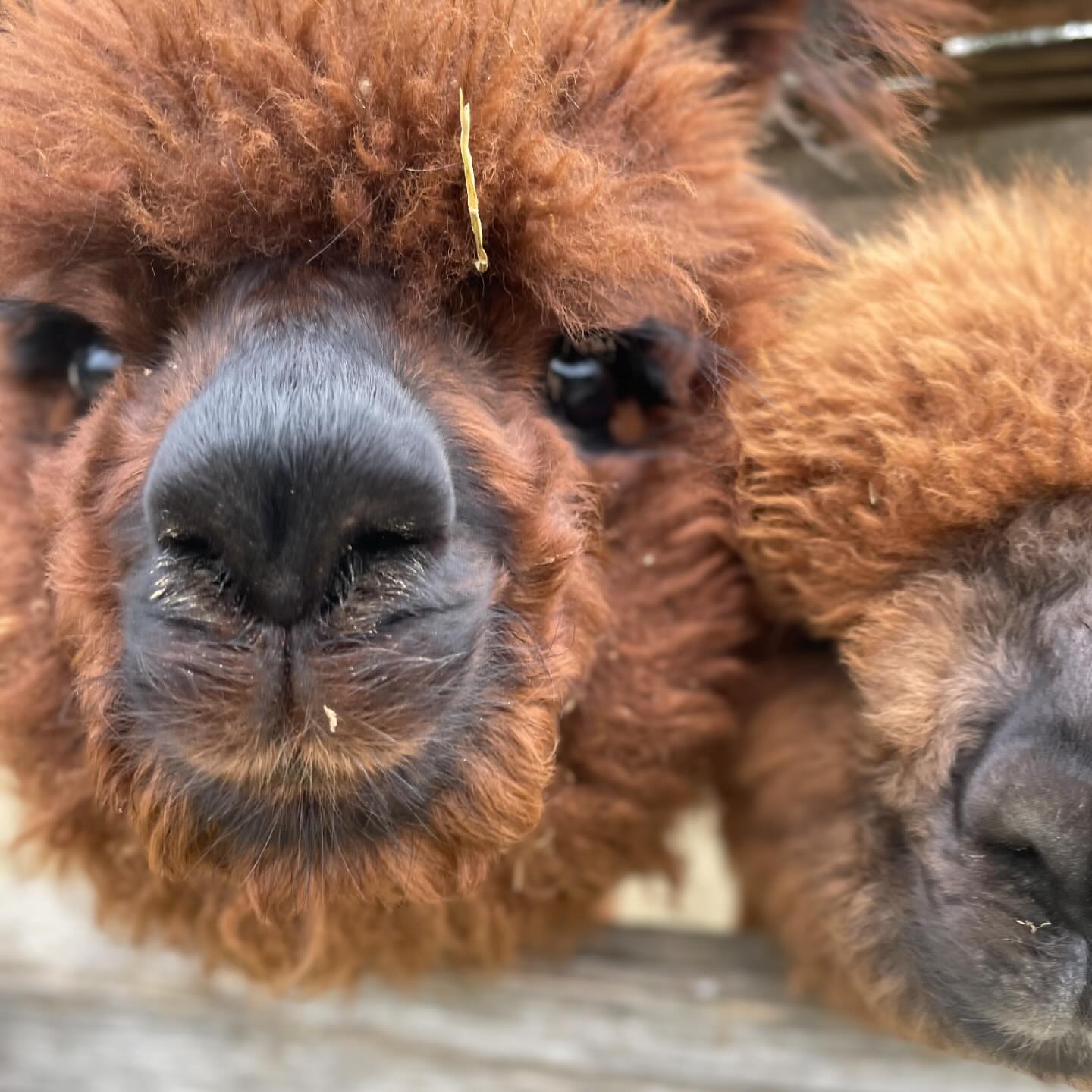 Nonostante qualcuno abbia interesse a dimostrare il contrario, gli alpaca rimangono per natura animali schivi e timidi. Possono instaurare un rapporto di fiducia con le persone che si prendono cura di loro ma non sarà mai un rapporto paragonabile a quello con altri animali domestici. L’alpaca infatti è un animale domestico che non esiste in natura, ma è anche un animale ancestrale, che mantiene ancora caratteristiche, ritmi e cicli dei suoi progenitori selvatici, tutto impresso nel suo dna, fortemente influenzato dall’ambiente in cui è stato originariamente allevato. Seppur molto curiosi e buffi é importante sapere che non ci si trova di fronte a dei peluche, ma a degli animali con caratteristiche caratteriali e comportamentali specifiche della specie.
I nostri alpaca non si alzano nemmeno quando entriamo in stalla per pulire, a volte dobbiamo scavalcare qualche pigrone che rimane coricato a ruminare impedendoci il passaggio, alcuni di loro sono molto curiosi e ci annusano un po’ per poi tornare ai loro affari, altri giocano con i lacci delle nostre scarpe, alcuni (pochissimi) gradiscono una grattatina sul collo, ma questo non significa che ci sentiamo in diritto di urlare al mondo che gli alpaca possono essere allontanati dalla propria natura.
Quando le persone vengono a trovarci la maggior parte della visita non è incentrata sul toccare gli animali. Mentre facciamo interagire fisicamente le persone con i giovani alpaca in addestramento spieghiamo che un minimo di contatto fisico con gli animali é necessario, in modo che imparino ad essere trattenuti per qualche minuto, per essere visitati eventualmente dal veterinario e per essere maneggiati anche in età adulta senza che nessuno si faccia male.
Esistono alpaca che adorano essere toccati, maneggiati, abbracciati? Forse si, forse no o forse è il caso di non far passare messaggi che possano indurre le persone ad avere un’idea sbagliata per poi scoprire di aver acquistato animali che non sono ciò che si aspettavano.
Se si è di fronte ad un’eccezione è nostra responsabilità far sì che quelle eccezioni non vengano percepite come la normalità, perché questo può creare più danni che altro.
#alpaca #alpacas