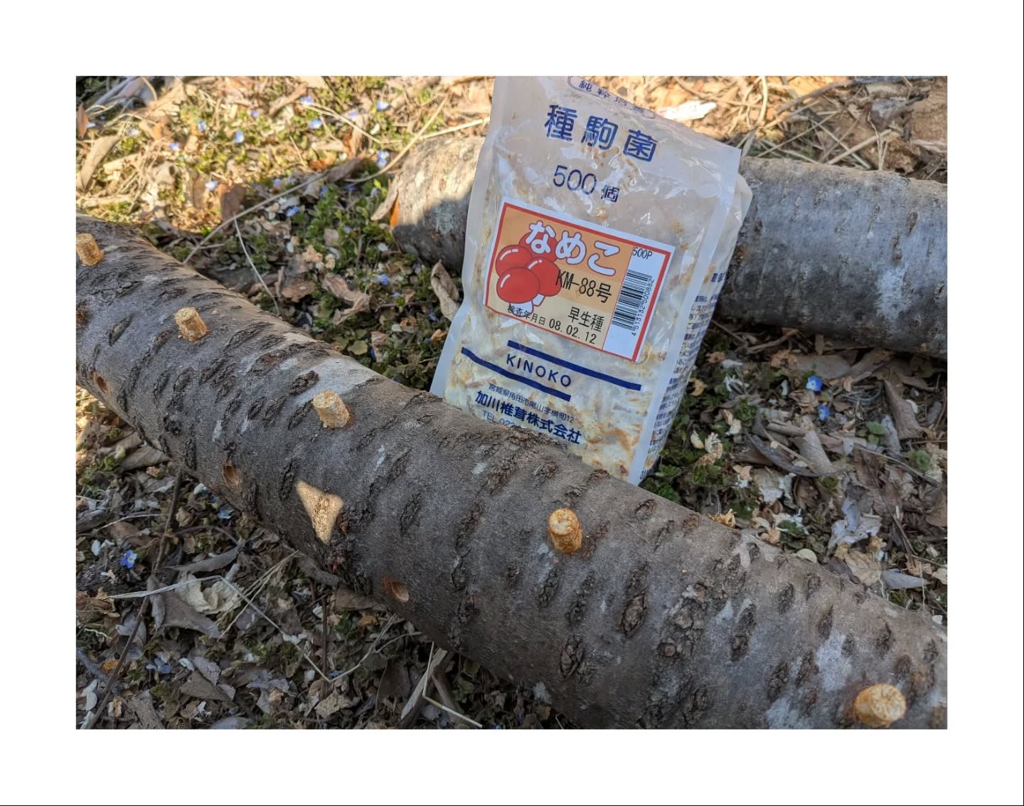 【つづねの畑】
原木きのこの駒打ち🍄🟫
なめことしいたけかできます。
つづねではきのこの収穫もできますので興味のある方はぜひ!
原木への駒打ち体験もやってますよ🔨
菌種を打つときのコンコンという音が心地よいのでぜひ!!
【原木きのこの駒打ち体験】
時期:2月〜4月上旬
持ち物:なし
#1日1組限定#古民家#宿#原木きのこ#駒打ち体験