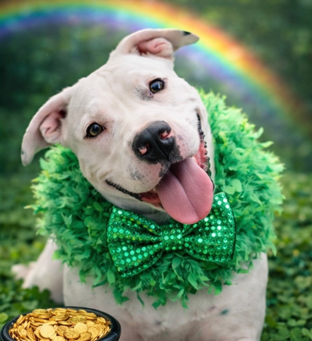 Frost needs an urgent foster, can you be her pot at the end of the rainbow?šš
Sheās 1.5/2 years old, playful, silly, and loves to snuggle. Sheās friendly with all people, great with kids over 10, and may do well with a calm male dog. Sheās okay with cats with proper introductions.
Frost is 40lbs, UTD on shots, healthy, and spayed. Sheās a good girl that needs a safe place to stay. Fostering is FREE and all supplies will be provided.
Can you help her?
https://www.shelterluv.com/matchme/foster/MMFL/Dog
#fosteringsaveslives #adoptme #southflorida #treasurecoast #dogomix