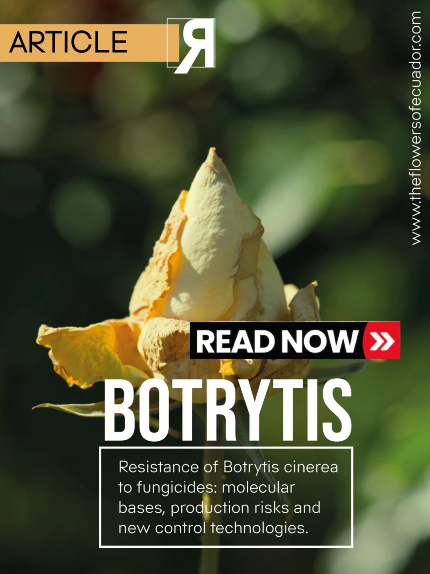 Botrytis cinerea remains one of the most critical challenges in floriculture.
Understanding its resistance to fungicides is no longer optional — it is essential for maintaining production efficiency, quality, and postharvest performance.
This article explores the molecular bases behind resistance, the risks it represents for growers, and the new control technologies shaping the future of crop protection.
A must-read for producers, technical teams, and industry professionals.
🔎 Read the full article: LINK AT BIO.
#Floriculture #PlantHealth #Botrytis #CropProtection #FlowerIndustry EcuadorianFlowers EcuadorYsusFlores