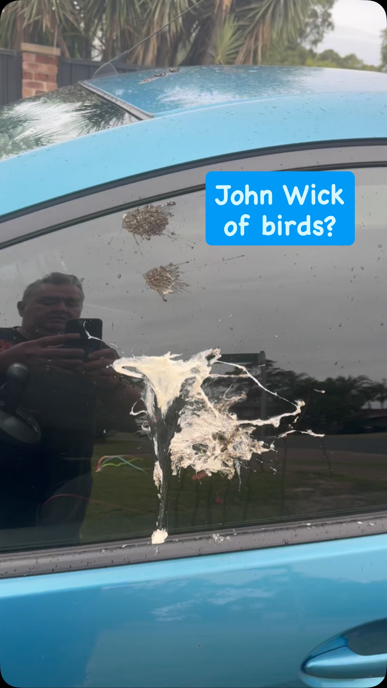 John Wick of birds? #johnwick #birds #funny #wtf #woodworkingcommunity