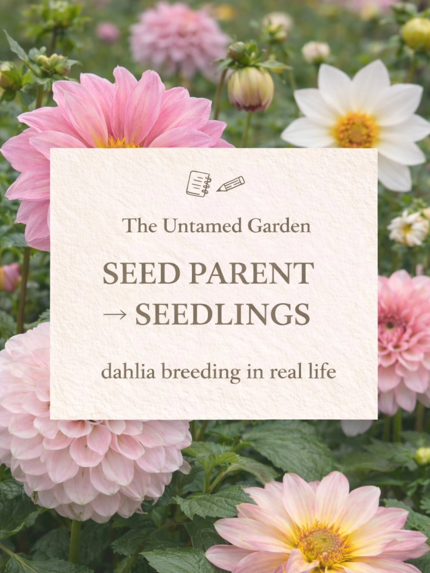 These might be our favourite kind of posts 🌱
Seeing all the different seedlings that can come from one seed parent never really gets old.
Ours are all open pollinated, so half the fun is trying to guess… who’s the pollen parent? 👀
If you share these kinds of posts, please tag us — we genuinely can’t get enough of them.