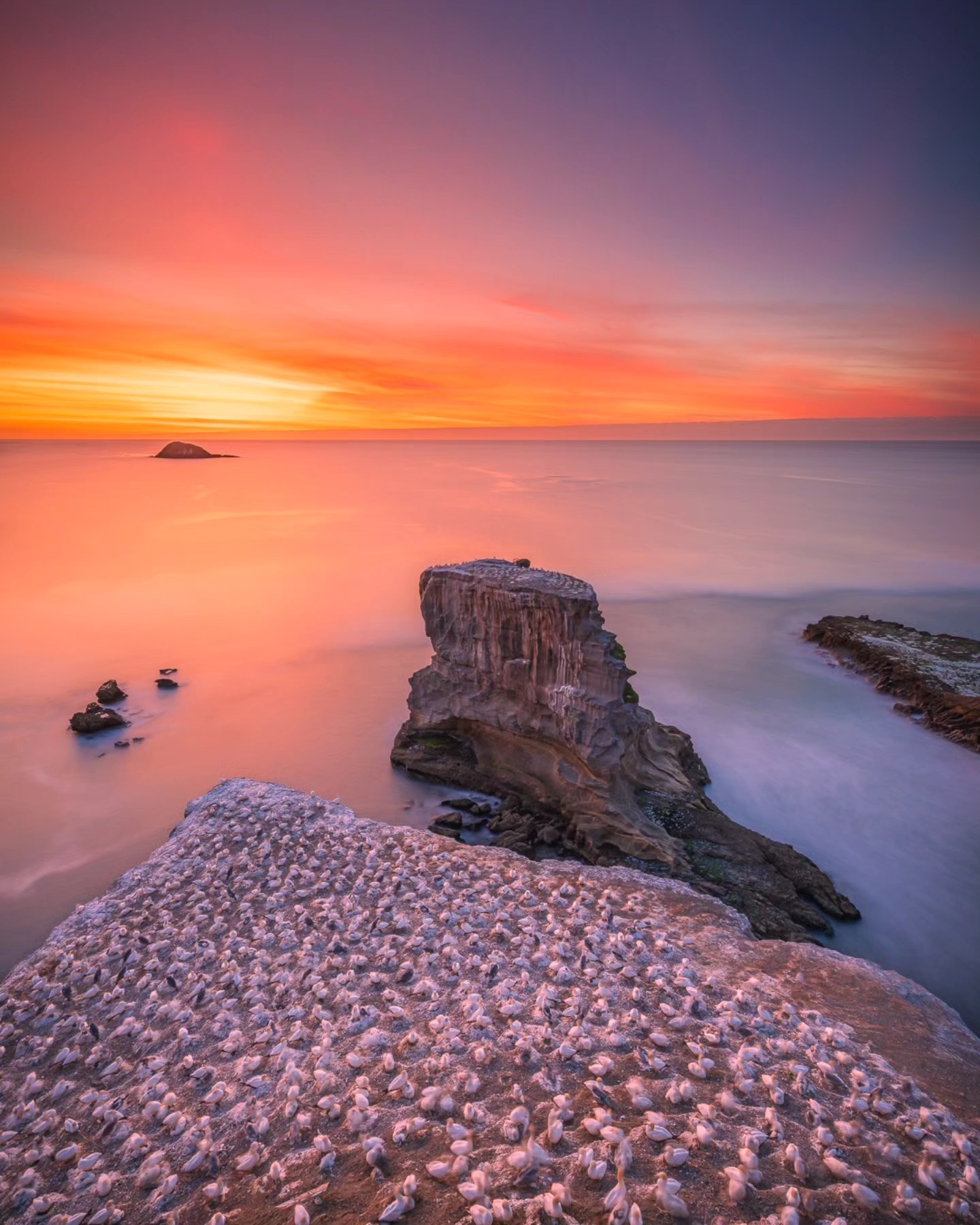Last night's stunning sunset at Muriwai Beach 🌅