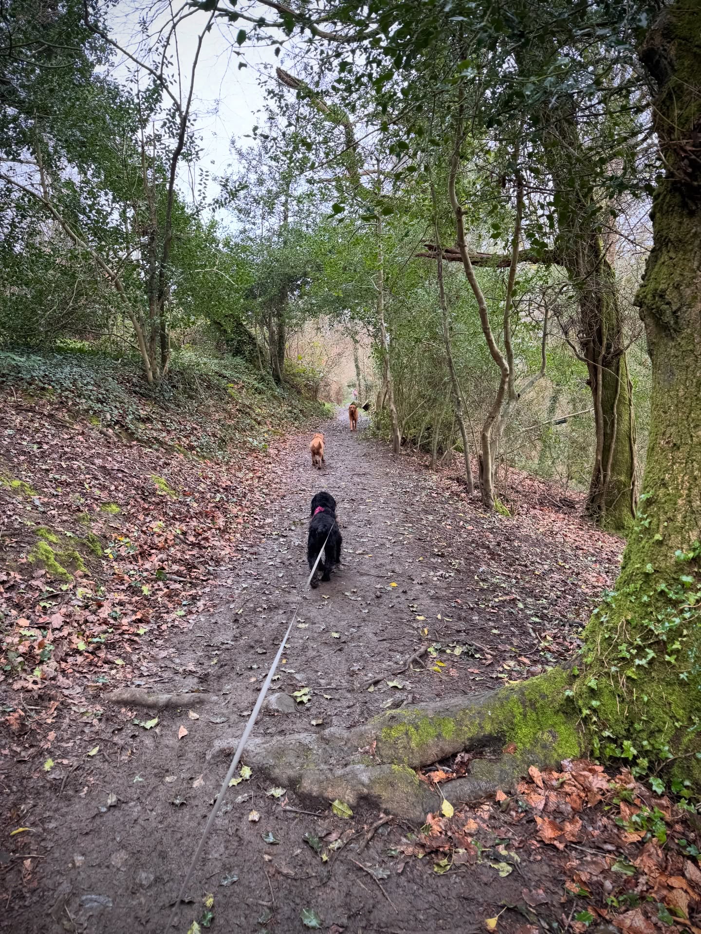 Meg and Layla joined the family dog walk today. A little trip to Monty’s happy place, the river Bovey!