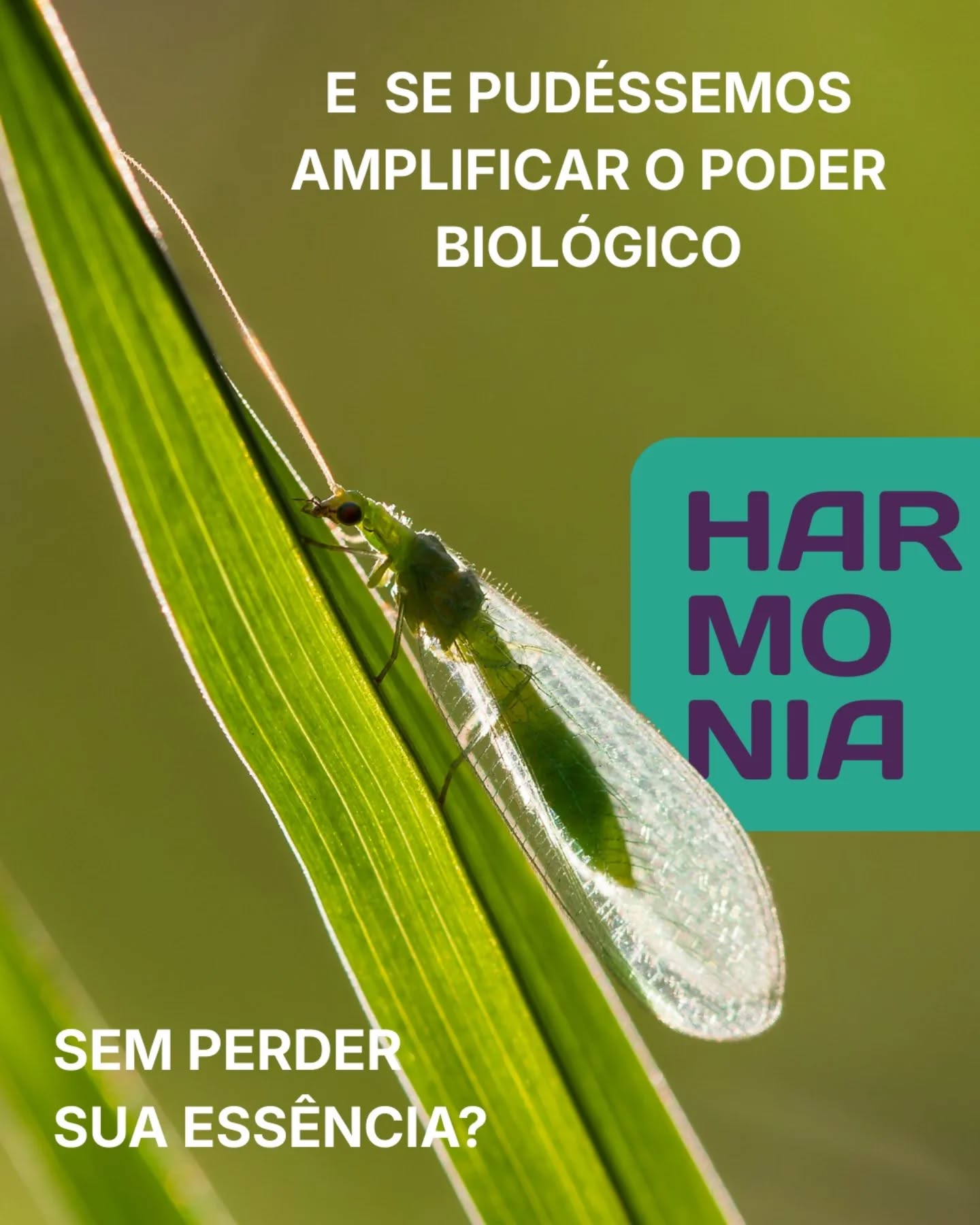 A natureza trabalha em harmonia.
Cada organismo cumpre um papel essencial — inclusive aqueles quase invisíveis a olho nu.
Entre eles, os crisopídeos: predadores eficientes que há milhões de anos protegem plantas de forma natural.
E se pudéssemos amplificar esse poder biológico, mantendo sua essência?
#harmonia #sustentabilidade #tecnologia #controlebiologico #predativa