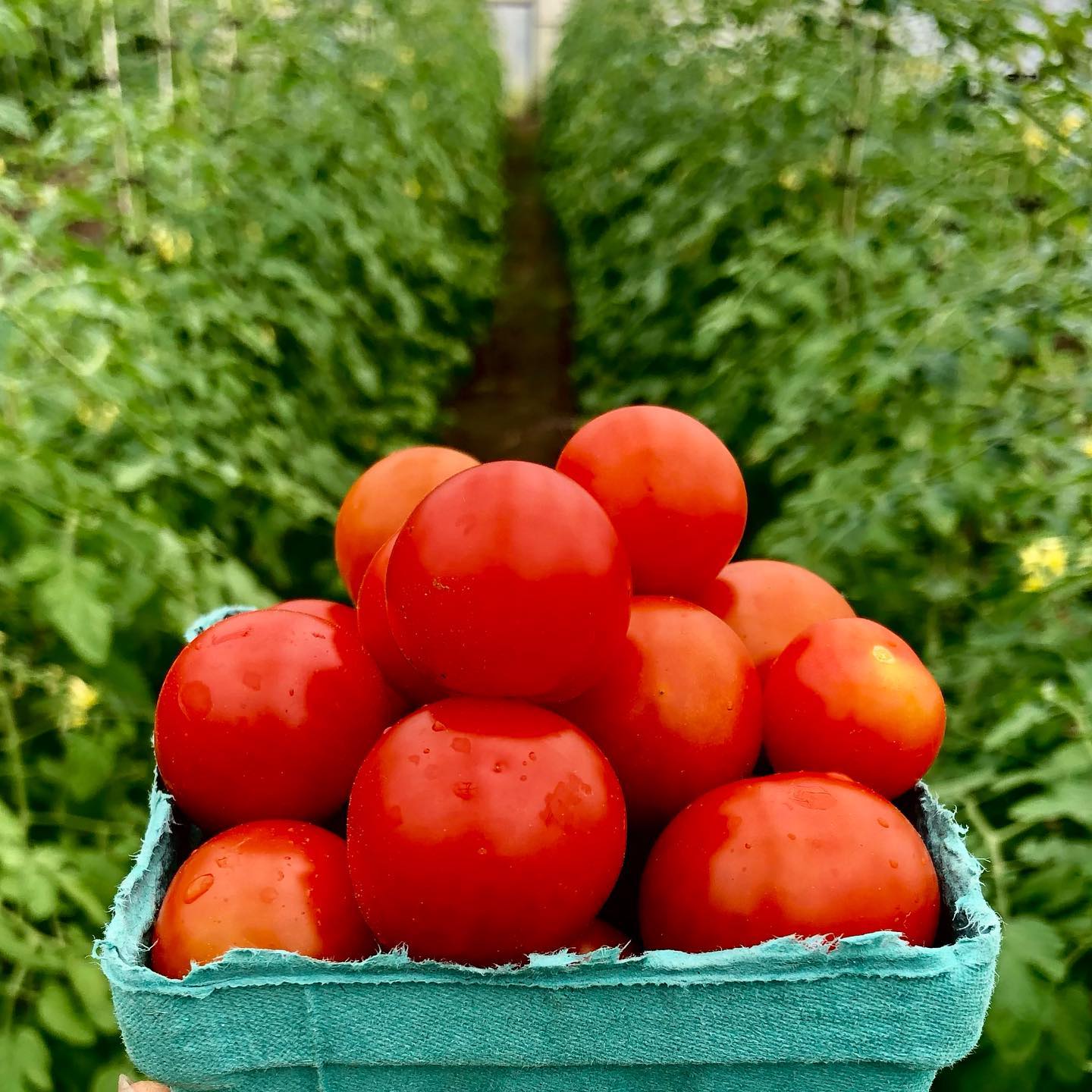 Cherry Tomatoes will be IN at the Farm Stand tomorrow Sat June 11th 10am-12pm! And more of the early season goodies like Rose Gold Baby New Potatoes, Sugar Snap Peas, Mokum Carrots, Baby Zucchini, Socrates Cucumbers, and much more. Shop early!
#cherrytomatoes #farmstand #fourseasonfarmstand #fourseasonfarming #fourseasonfarm