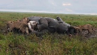 When elephant falls within hungry lions at Tanzania safari with Planet GOGO Adventure
www.planetgogoadventure.com
#planetgogoadventure #serengeti #wildplanet #adventurephotography #safarilife
