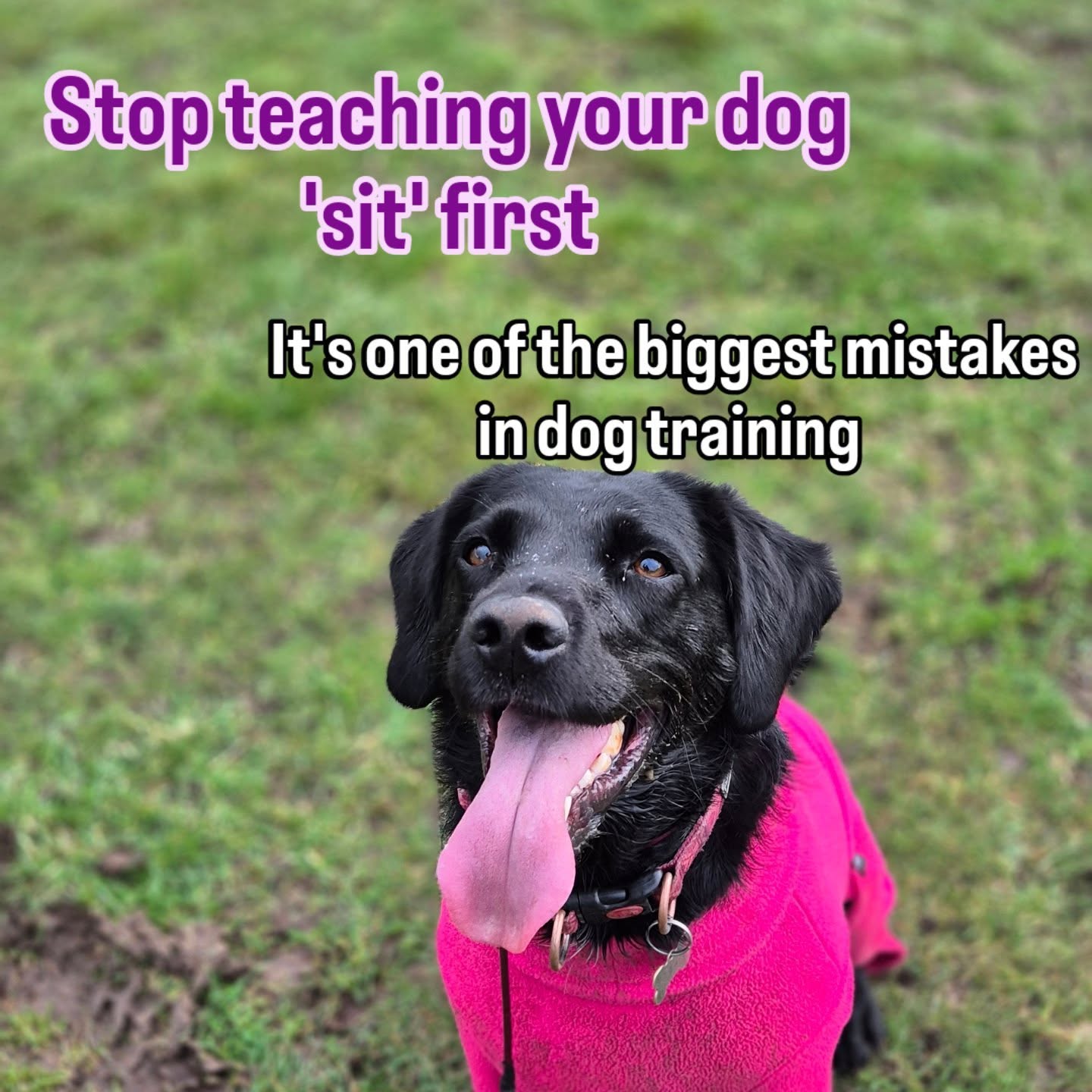 Most people start dog training with commands.
But before obedience, I focus on three foundations:
• Engagement
• Motivation
• Play & breed fulfillment
When these are in place, training becomes much easier for both you and your dog.
Save this so you don’t skip the foundation.
Be honest…
Does your dog listen outside the house? 👀
Yes or no? Drop it in the comments 👇🐕