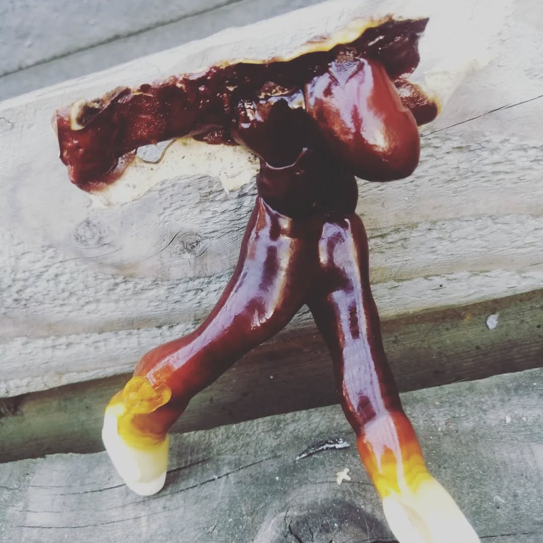We grew an Elvis reishi man #ganodermalucidum #reishi #reishimushroom #mushroomcultivation #mushroomgrowkit #mushroomgrowbox #elvis #mycelium #mycology #medicinal #mushroom #mushlove