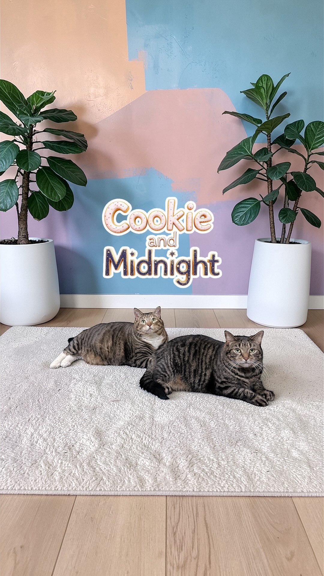 They didn’t lose their ability to love… only their home. 💔
These two sisters were surrendered when their owner entered hospice, and through it all, they never left each other’s side.
They greet every touch with gentle head bumps, lean in close, and look at you like they’ve been waiting for you their whole lives.
Right now, they’re on a soft, vet-guided journey back to a healthier life… and they’re doing so beautifully.
All they’re missing is someone to call their own again.
A quiet home. A warm lap. A love that lasts.
If you feel something reading this… it might be for them. 🤍
Apply to adopt: www.GiveHopeRescue.org/adoptionapplication
Please share their story — it could lead them home.
PS - They were declawed by a previous owner, so they’ll need a safe, indoor-only home where they can feel protected.
#adoptacat
#bondedpair
#southfloridapets
#catrescue
#givehopecatrescue