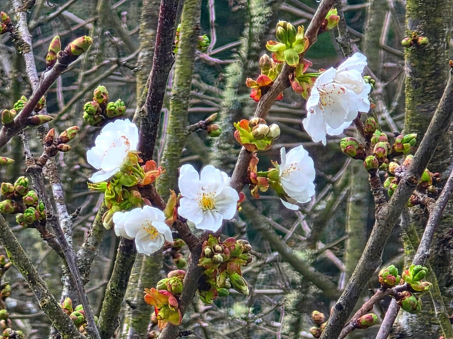Ya asoma por todas partes la inminente #Primavera, cuajada de brotes, flores y abejas. La naturaleza vuelve a despertar radiante para quienes la miran con ojos asombrados.
#VisitaBesullo #PueblosConVida #NarceaTurismo #FuentesDelNarcea TurismoAsturias