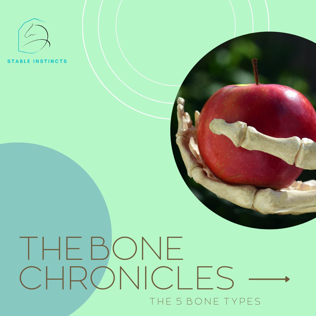 Let’s chat about bones and the different ones that existent inside your equine companions!
#bones #horse #stableinstincts #education