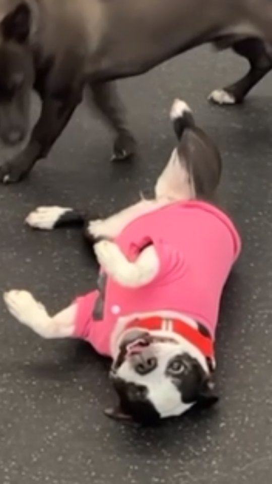 Last week, our Drop-Off Training students had a blast celebrating Ashe's one-year anniversary with us. She's learned so much in a short time, and it's been an absolute pleasure to have this sweet and silly girl be a member of our pack. She and her classmates make the cutest party crew ever!
๐พโจ๐พโจ๐พโจ๐พโจ
#DogsOfAsheville #DogsOfInstagram #DogsOfInsta #DoggySchool #AshevilleDogs