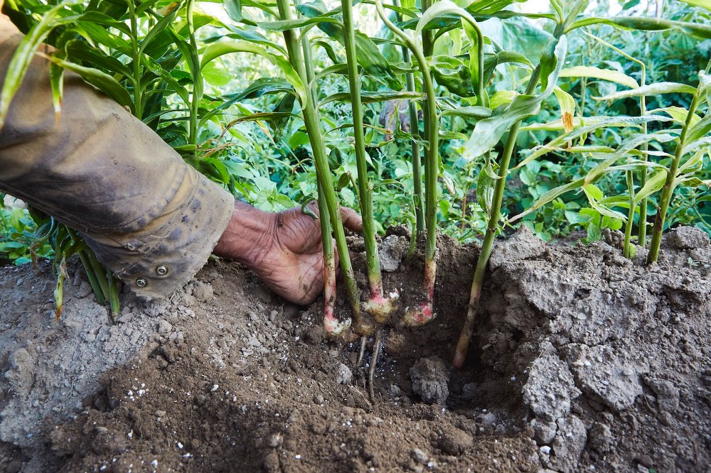 Some ginger from seasons past & some sprouting ginger now in the greenhouse! New Paltz friends - join our CSA on our website to enjoy some delicious fresh ginger this fall! ππ±