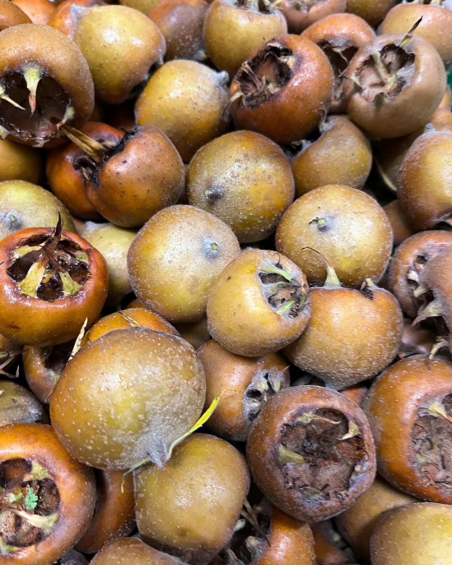 Am Wochenende war bei uns Ernteabschluss mit den Mispeln. Diese seltene kleine besondere Frucht wird bei uns auch zu einem Edelbrand verarbeitet. Danke an alle Helfer der Ernte 2023 ihr seit die besten. Wer kennt Mispeln und wer hat schon mal ein Produkt aus Mispeln probiert ? #dankbar #freude #brennen #wildobst #streuobst #aichele #edelbrennereiaichele #ostfildern #nellingen #handwerk #familienbetrieb #schaffen #zusammenhelfen #esslingen #stuttgart #schützendurchnützen #wennduliebstwasdutust