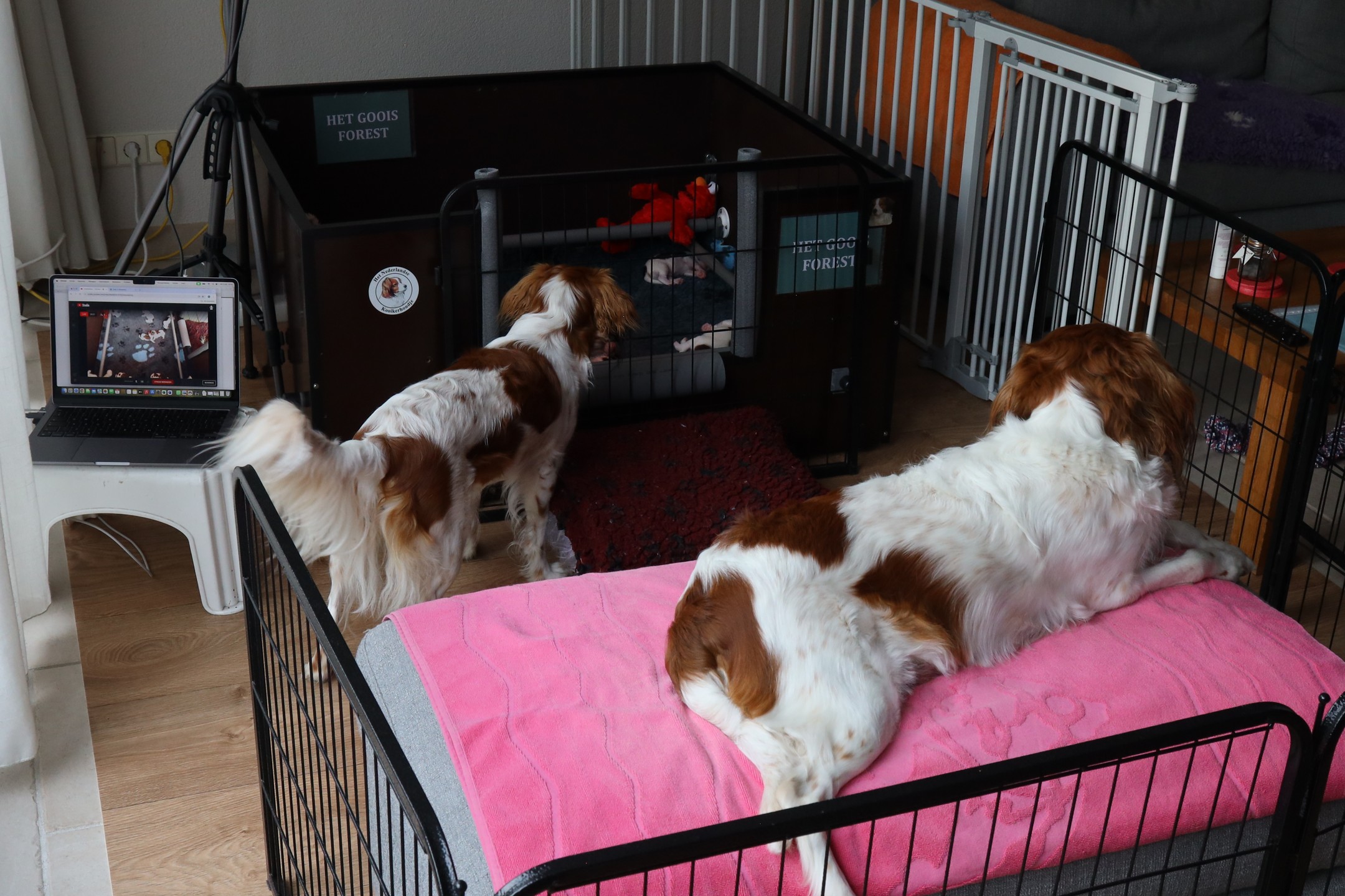 De dagelijkse live stream van de puppy's wordt ook door Indy en Freya goed in de gaten gehouden. 😍
Alle pups groeien hard! 💪Opeens heb je twee handen vol als je ze even oppakt...
#hetgooisforest #kooiker #kooikerhondje #kooikersofinstagram #puppies