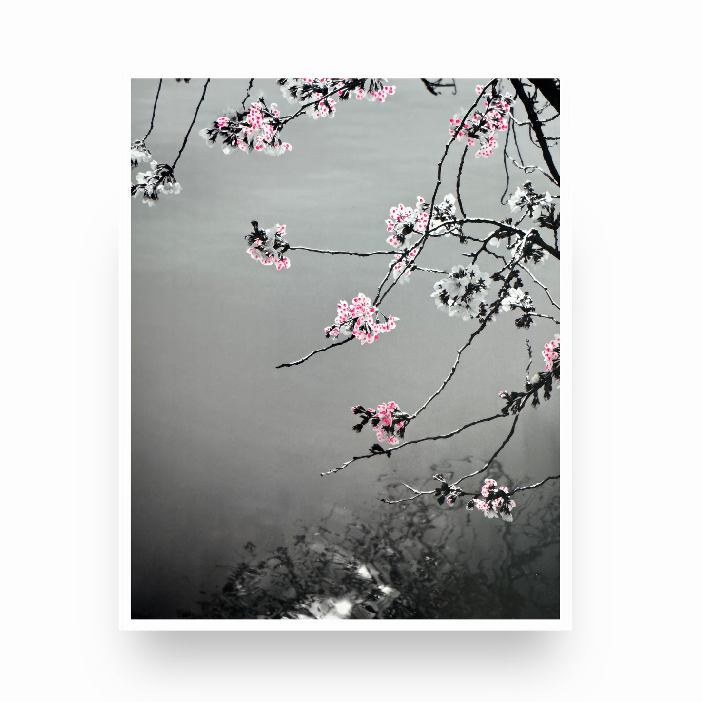 It’s the start of cherry blossom season in D.C. when everyone goes a little nutty for the pink petals all over the city. So I decided to create this (Spring Refection), and a few other pinky hand-made prints. DM me to find out where to grab one soon! 🩷