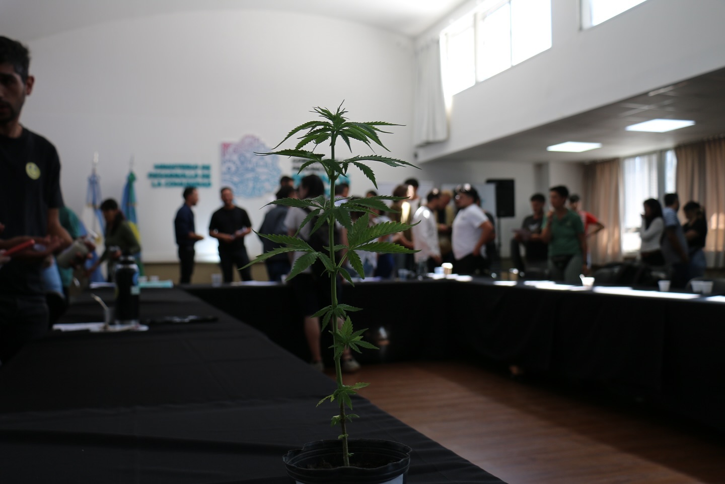 En @provinciaba se crearon, en el marco de las leyes nacionales conseguidas por el movimiento c*nnábico en los últimos años, distintas políticas públicas sanitarias y productivas.
Si bien es habitual reconocer que el crecimiento de emprendimientos y organizaciones se da con esfuerzo, pocas veces se contempla que ese esfuerzo tiene que poder, también, ser conocido y reconocido para verse concretado en proyectos.
Contar con una provincia dispuesta a la escucha y el trabajo es para las y los productores bonaerenses un impulso a seguir creciendo 💚