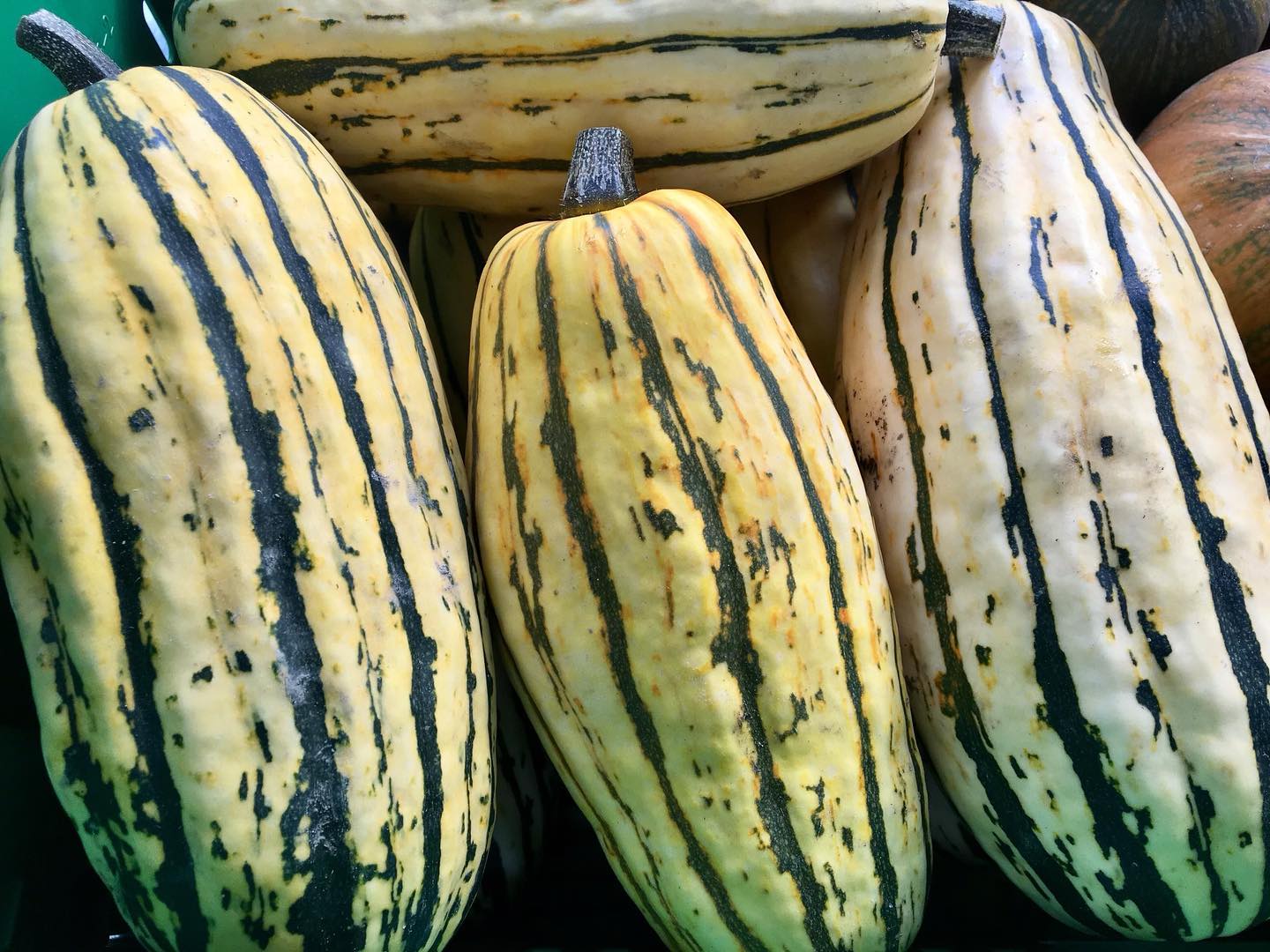 Delicata Squash are in at the Saturday Farm Stand tomorrow 9/24 10-12pm, along with all the bounty of September. Happy Autumn Equinox!
#fourseasonfarmstand #fourseasonfarm #delicatasquash #autumnequinox