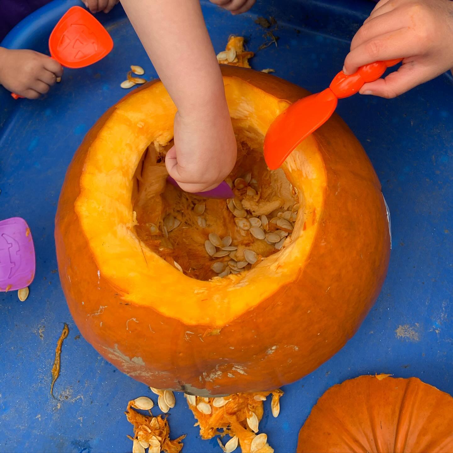 Scooping fun with our giant pumpkin this morning π!! The children had a great time exploring with their hands and we talked about what the insides of the pumpkins felt like! #pumpkin #autumnactivities #outdoorlearning #sensoryplay