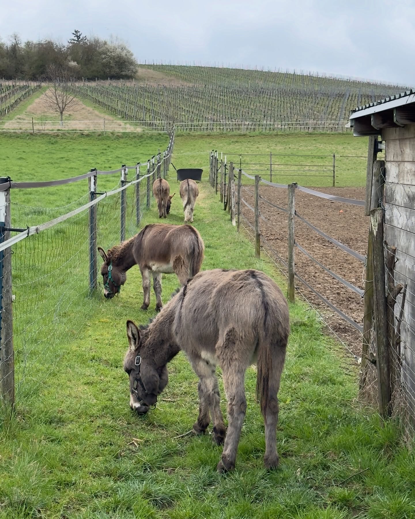 🫶
About Today 🤗
Hallo ihr Lieben!
Wir genießen ja täglich eine Rundumversorgung😁, so auch heute.
Wir Eselchen hatten wieder Wegedienst und sind dann aber zackig in unseren Stall marschiert, als da angerichtet war!
Es gab leckeres Kraftfutter und Heu!
Eine Delikatesse 😋
Paul hat dem Stalldienst fein im Weg herum gelegen. Das machte ihm aber reichlich wenig aus 😅
Jetzt chillen wir noch ein bisschen und lassen den Tag gemütlich ausklingen!
Seid herzlich gegrüßt,
🫏🦙die Jungs
#lamas #alpakas #esel #wandernmachtglücklich #frühling