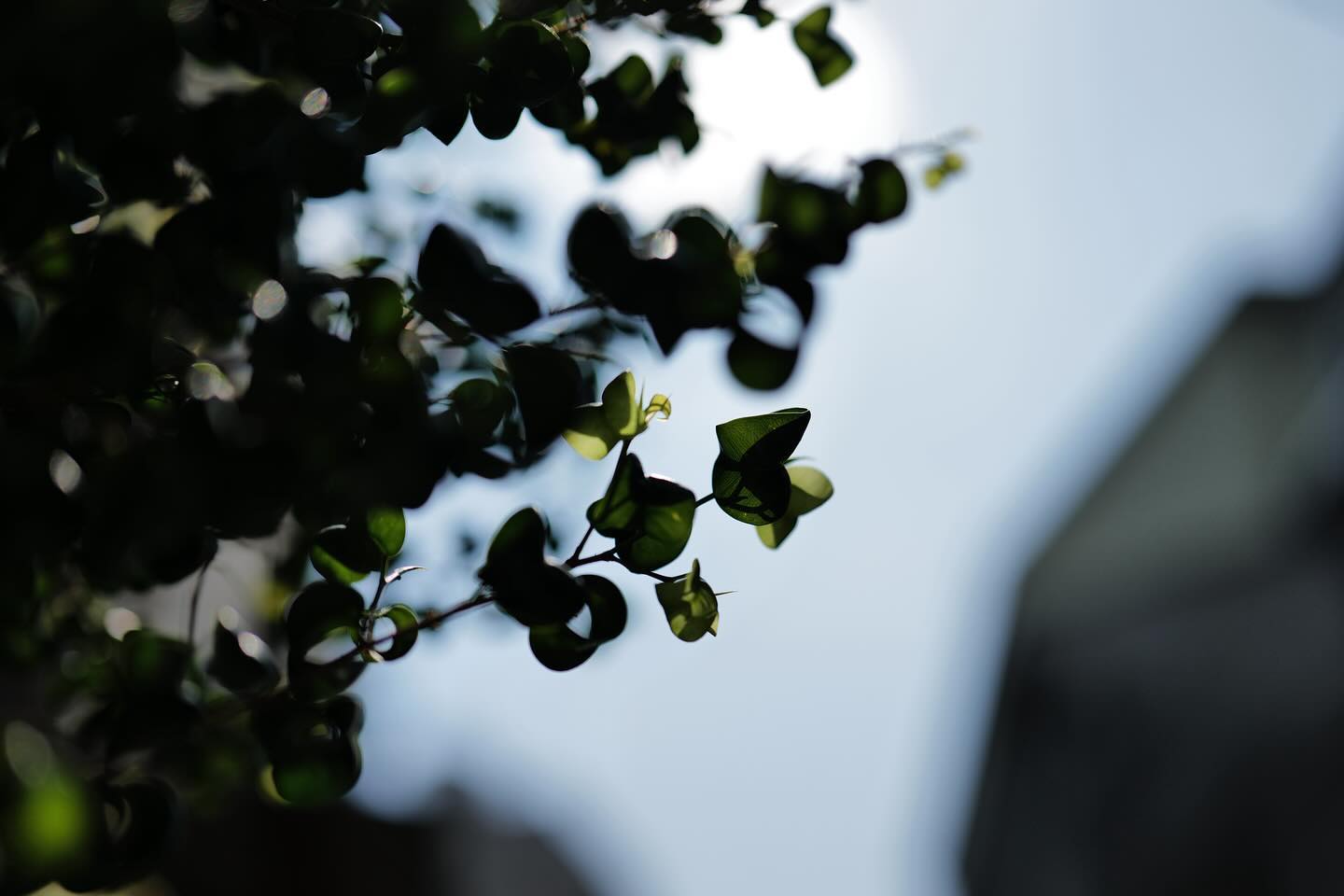 Life is beautiful.
We take too many things for granted in our lives. One of them would be the colors we see each day.
Focus on one color each day or week, notice how that particular hue reacts under the available light. And, how the light affects its shade and saturation. Beautiful isn’t it?
As filmmakers, we constantly try to capture the beauty that others may not see. We often get burnt out and numb. This practice is quite helpful and therapeutic, even for us.
Happy Wednesday!