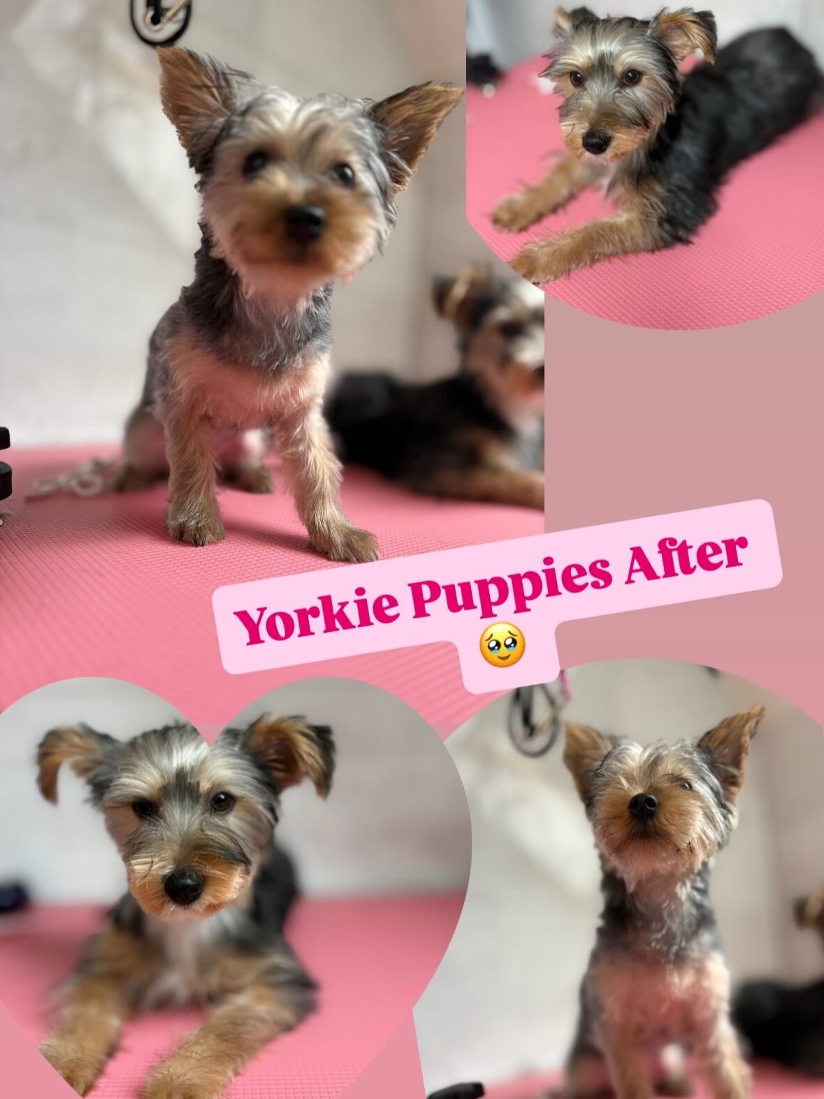 After // Before 🥹💗 these puppy girls were the best behaved for their first groom!! B O O K N O W 🐾