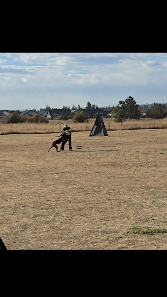 Rieka IGP2
This girl is full of power! Excellent full grips!
IGP 3 ready & acheived a 92 in IGP3 protection with a pronounced rating, she just blew her track by eating that California grass & I had to tell her to leave it 1 too many times (every corner & article was flawless tho 😅)
-
Laizhou hong chinese red dog
-
Nothing for sale, DM to inquire about the breed!
-
dutch shepherd sighthound #rarebreed #protectiondog #chinesereddog beauceron schutzhund protection dog psa german shepherd guard dog trainer preservation chinese red dog #dobie